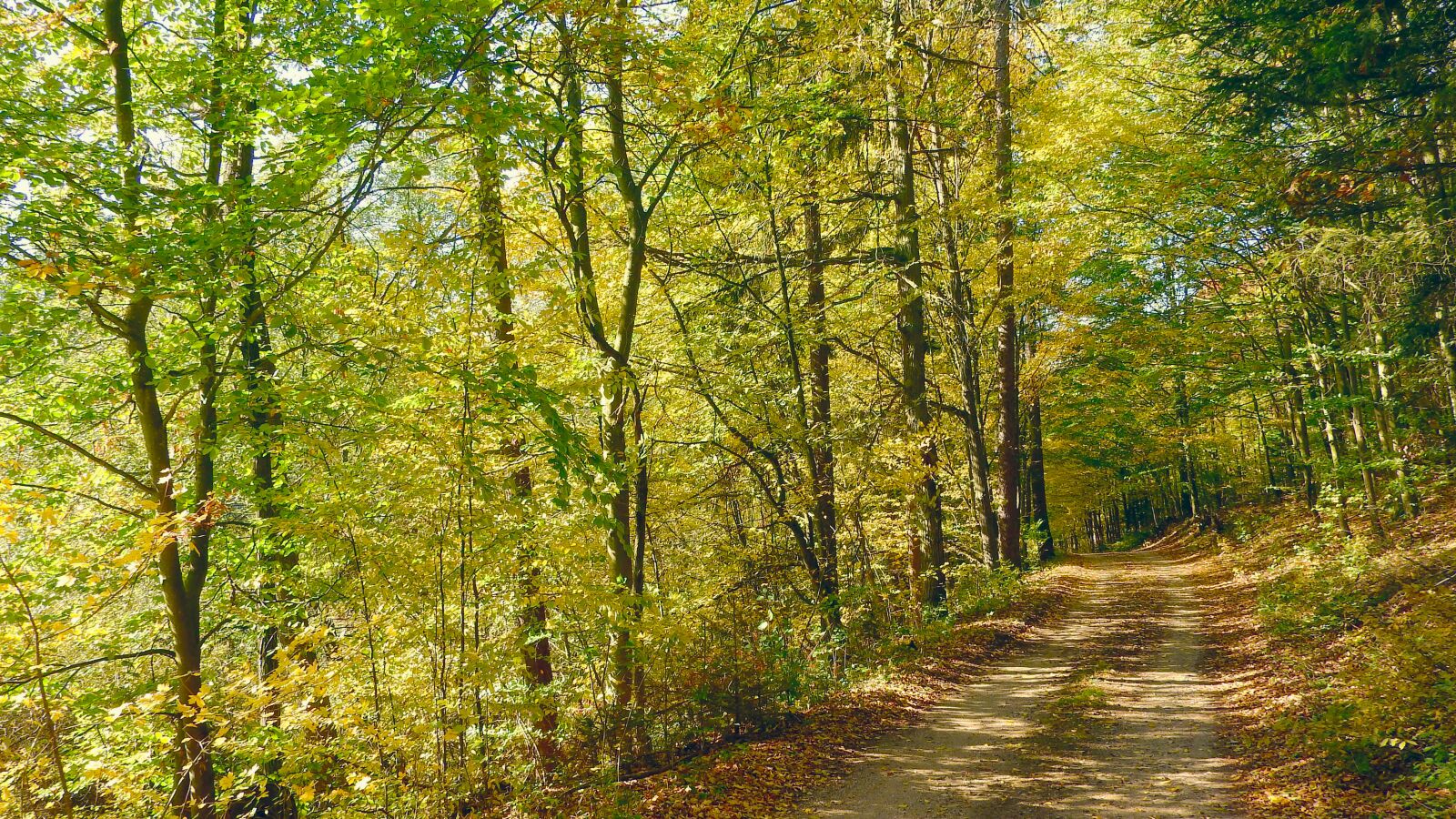 Nikon Coolpix P610 sample photo. Forest road, autumn forest photography