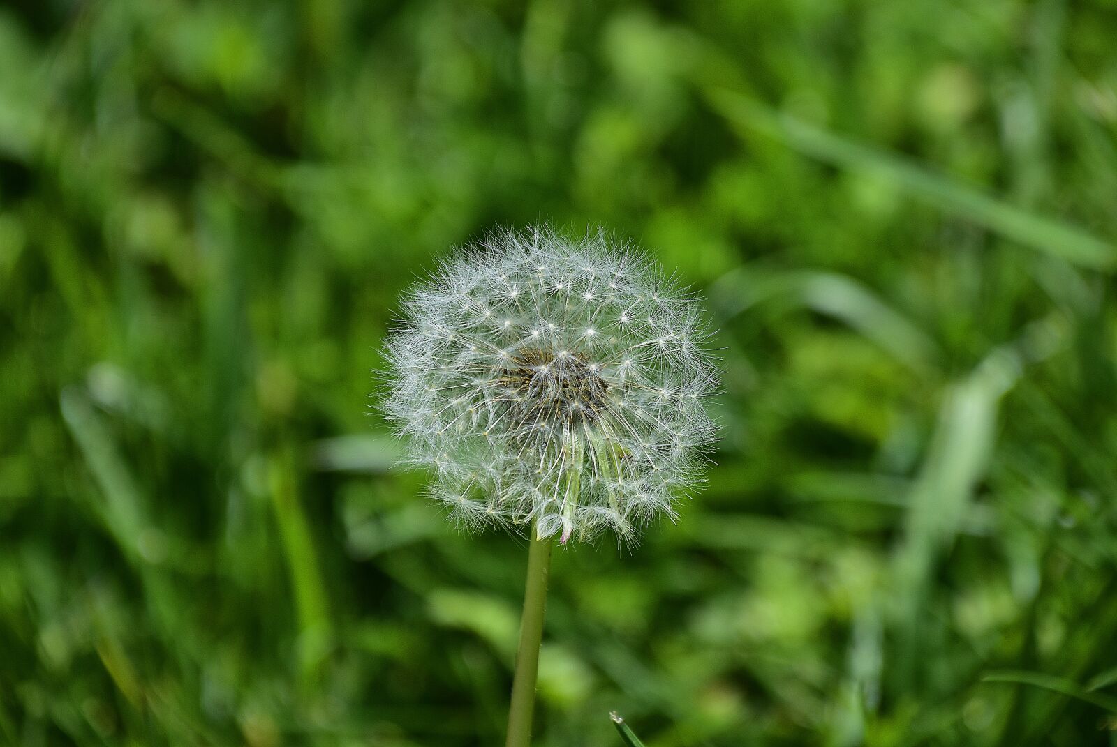 Nikon D7200 sample photo. Lawn, nature, plant photography