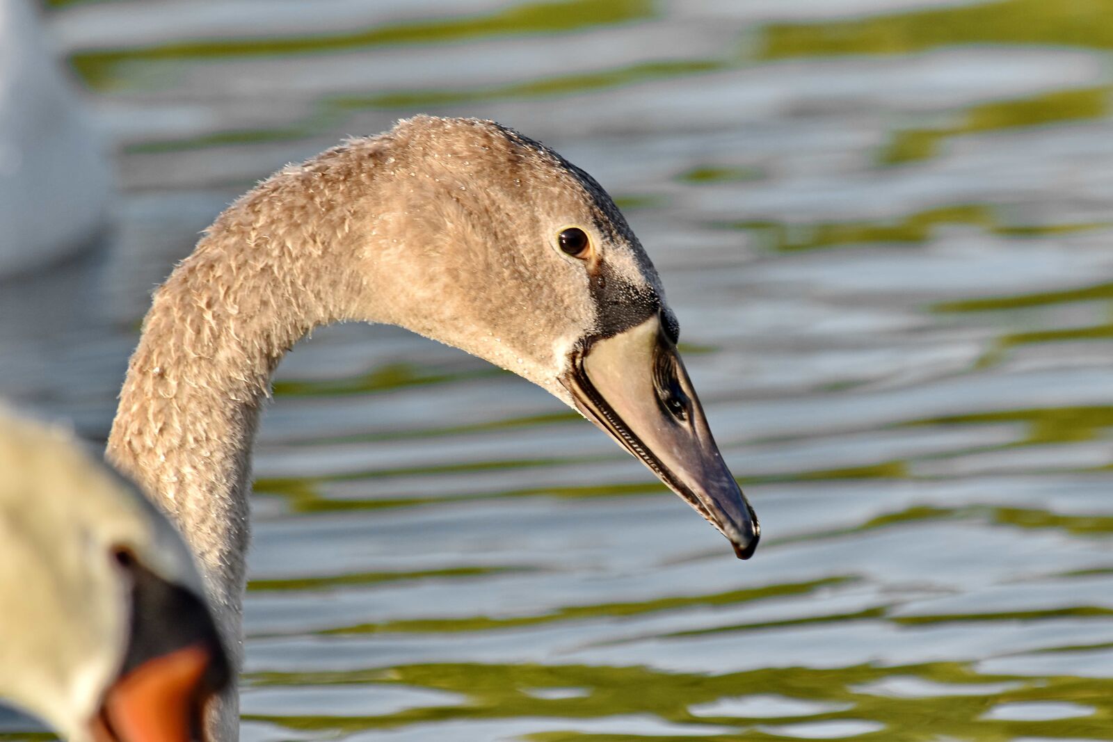 Nikon D5500 sample photo. Bird family, flock, swan photography