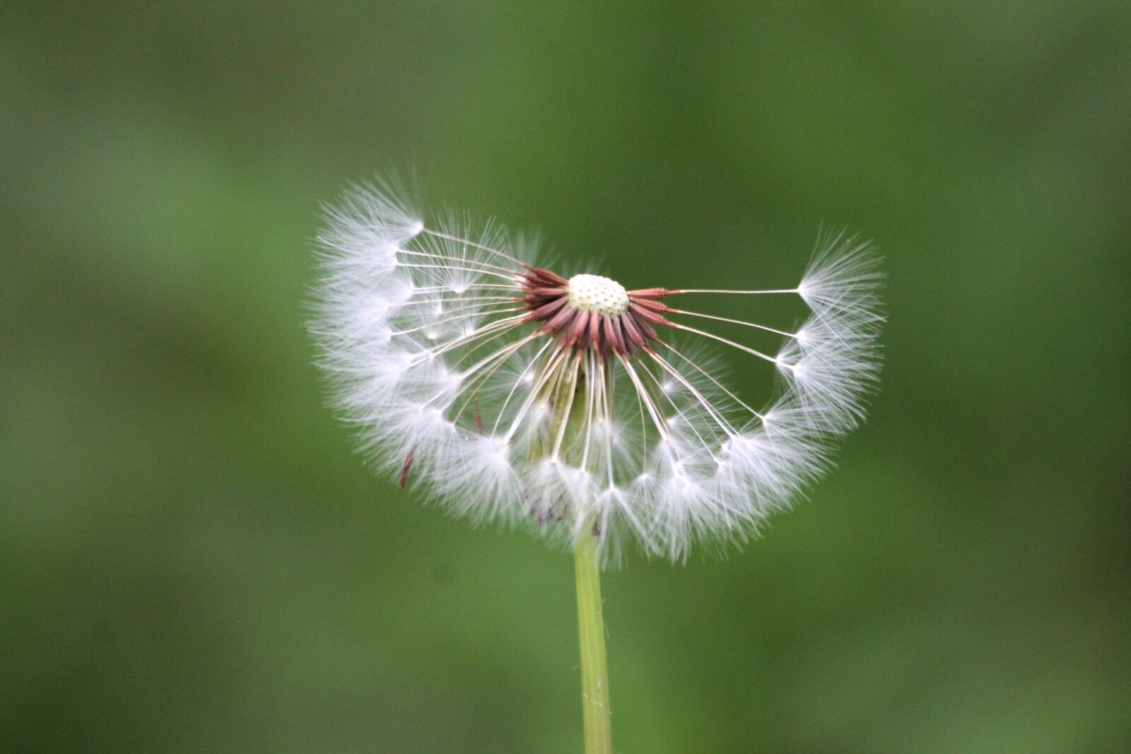 Canon EOS 1100D (EOS Rebel T3 / EOS Kiss X50) + Canon EF 70-300mm F4-5.6 IS USM sample photo. Dandelion, droplets, nature photography