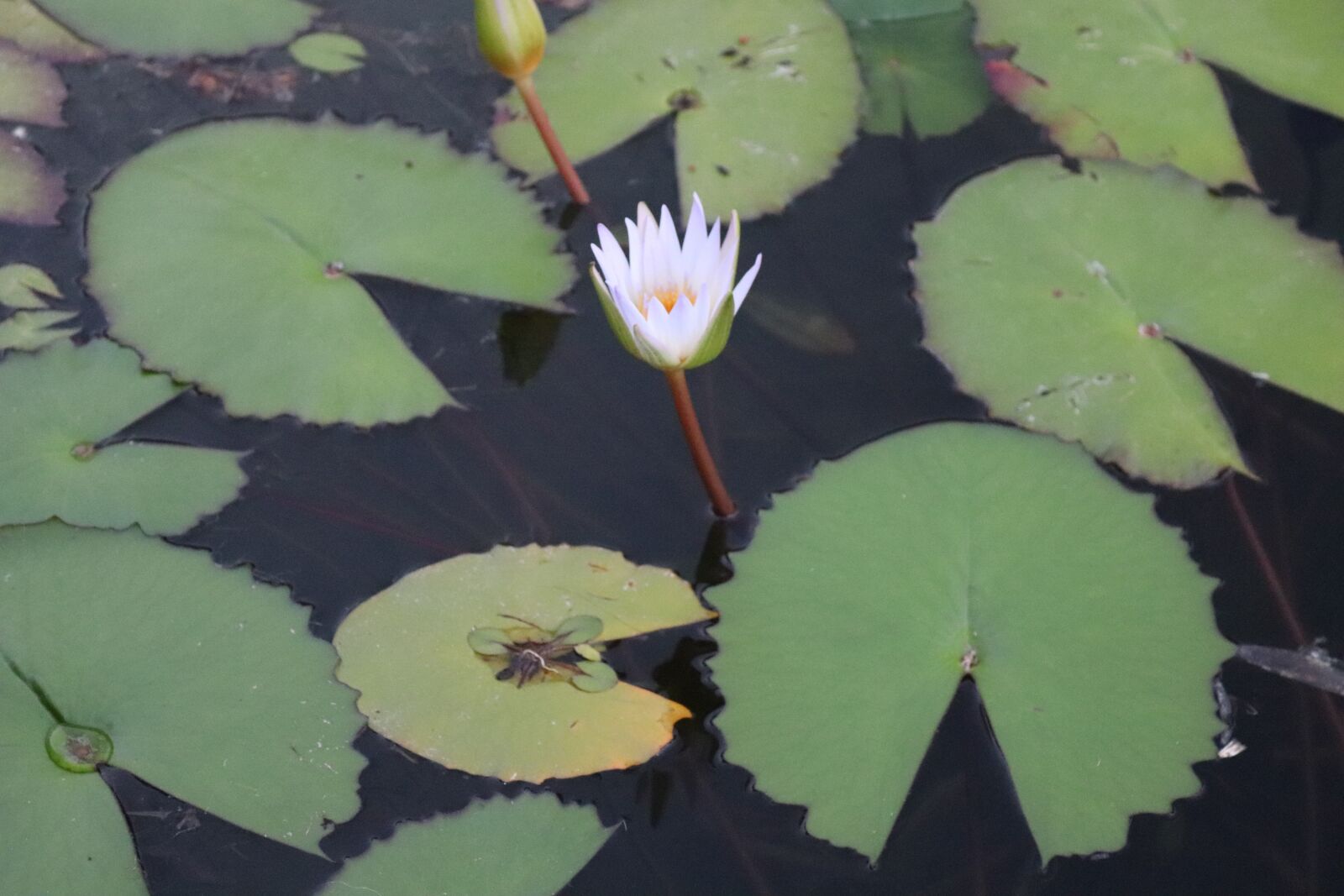 Canon EOS 200D (EOS Rebel SL2 / EOS Kiss X9) sample photo. Water, flower, nature photography