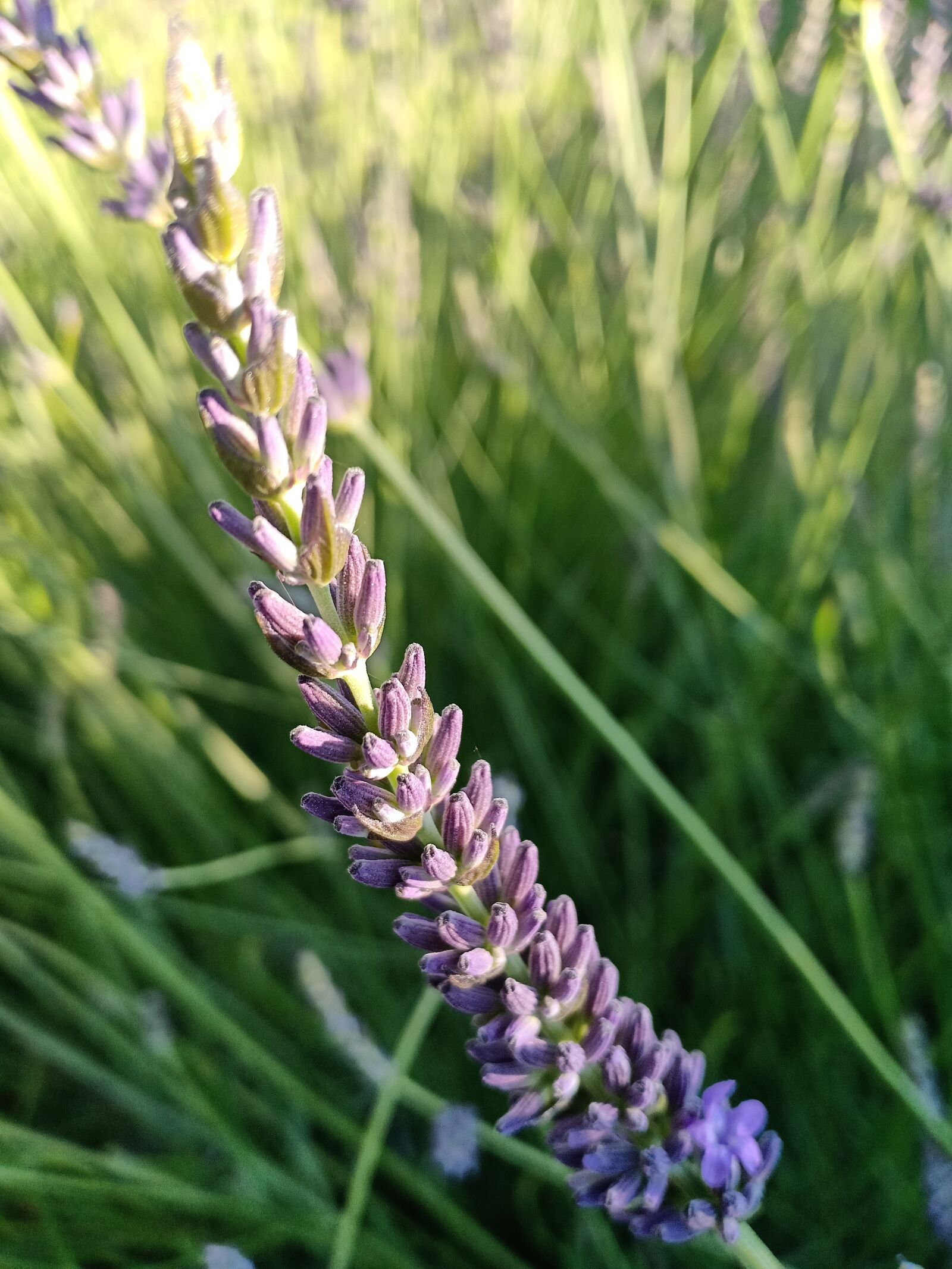 OPPO F7 sample photo. Lavandula intermedia 'dutch, lavender photography