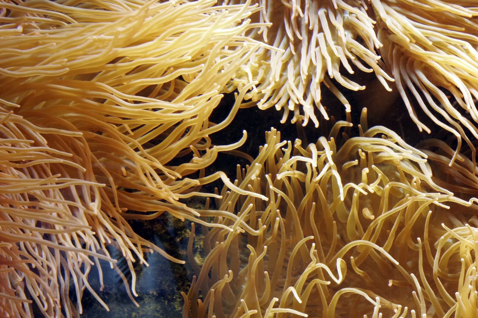 Canon EOS 20D sample photo. Actiniaria, aquarium, hexacorallia photography