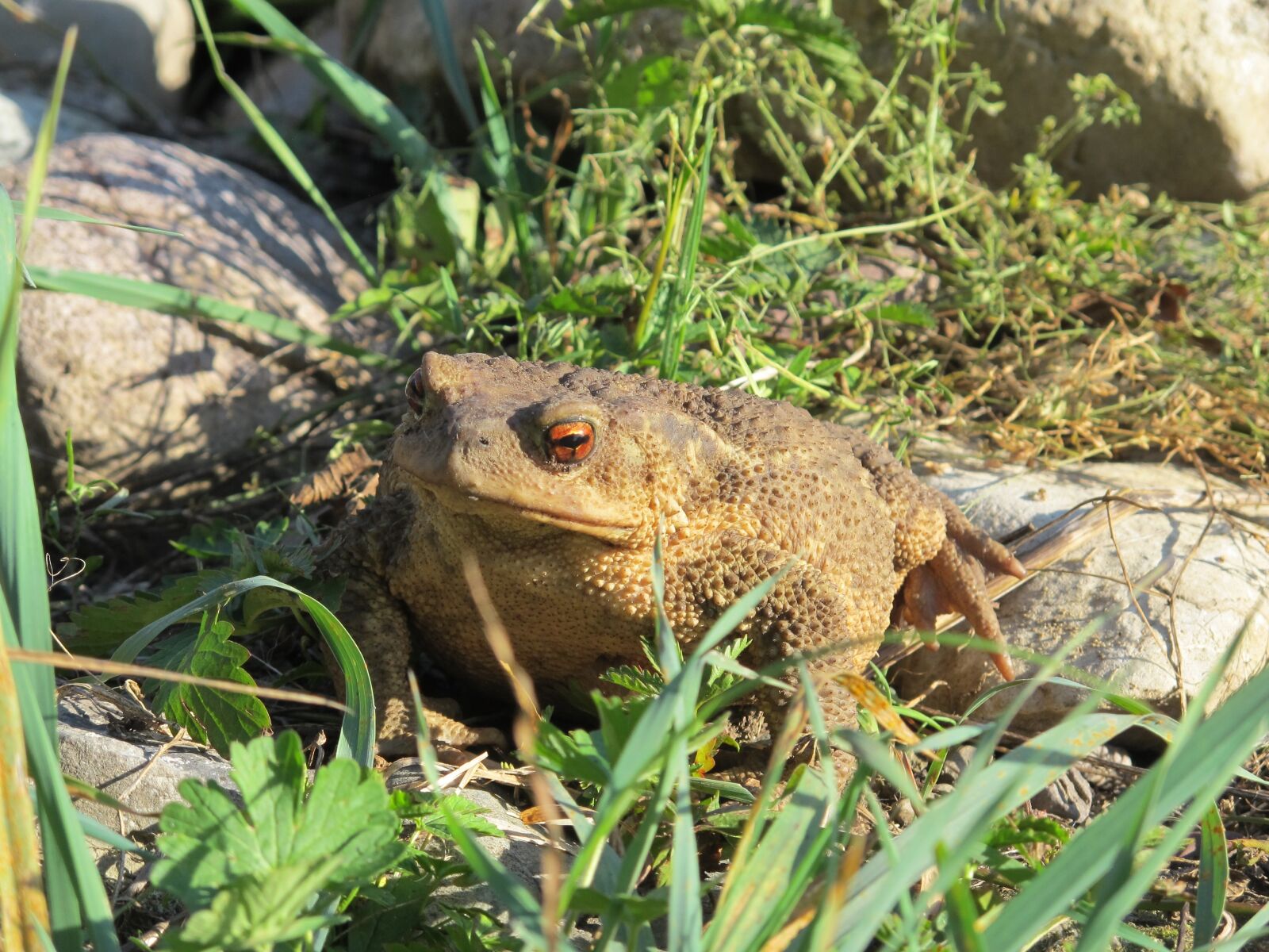 Canon PowerShot G12 sample photo. Toad, gerardo, big toad photography