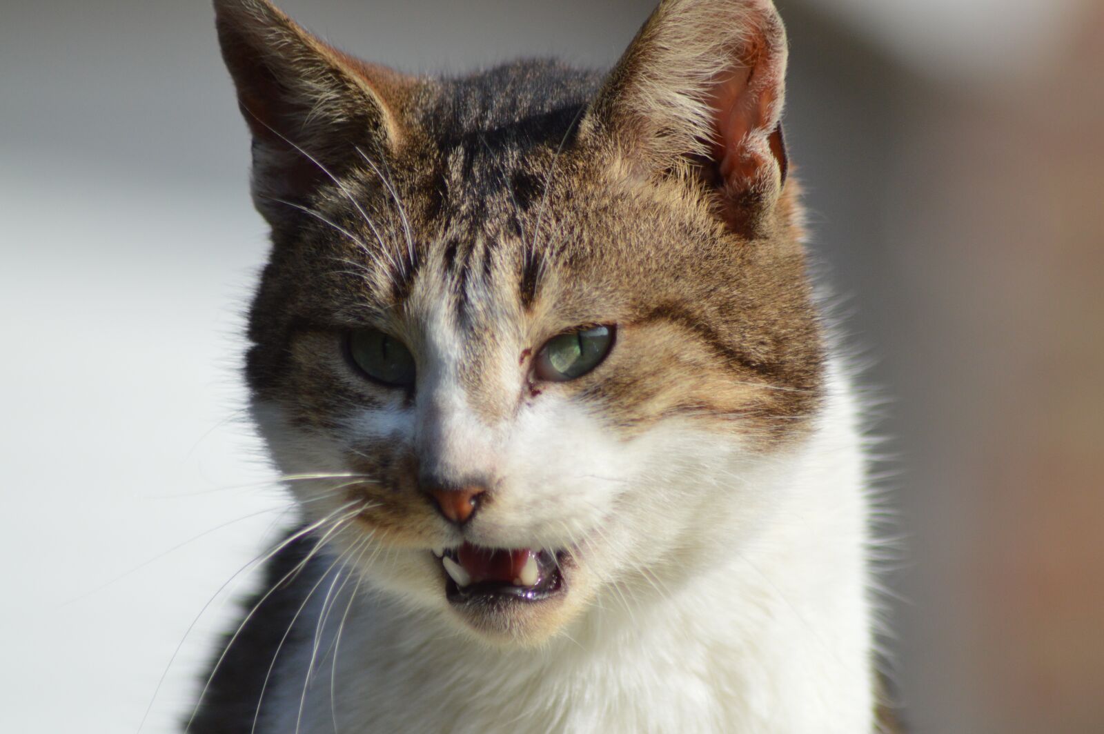 Nikon D3200 sample photo. Cat, tooth, predator photography