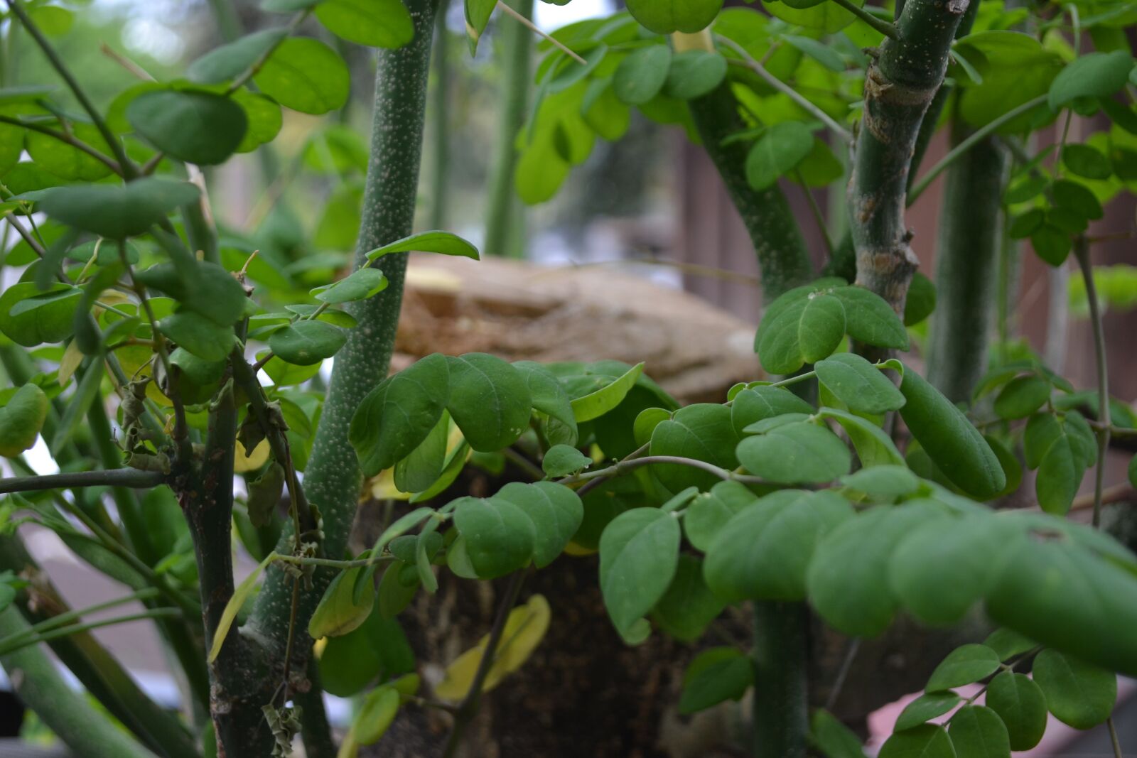 Nikon D3100 sample photo. Cut tree, tree, horseradish photography