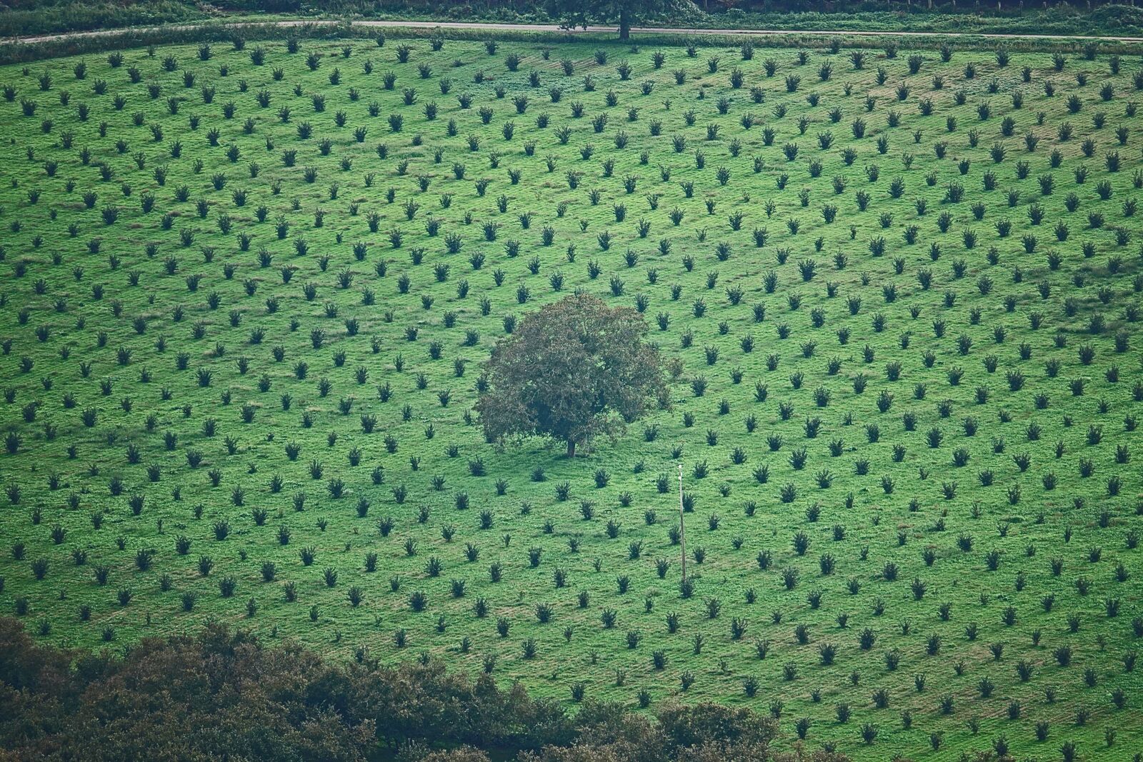 Sony Cyber-shot DSC-RX10 IV sample photo. Trees, bushes, green photography