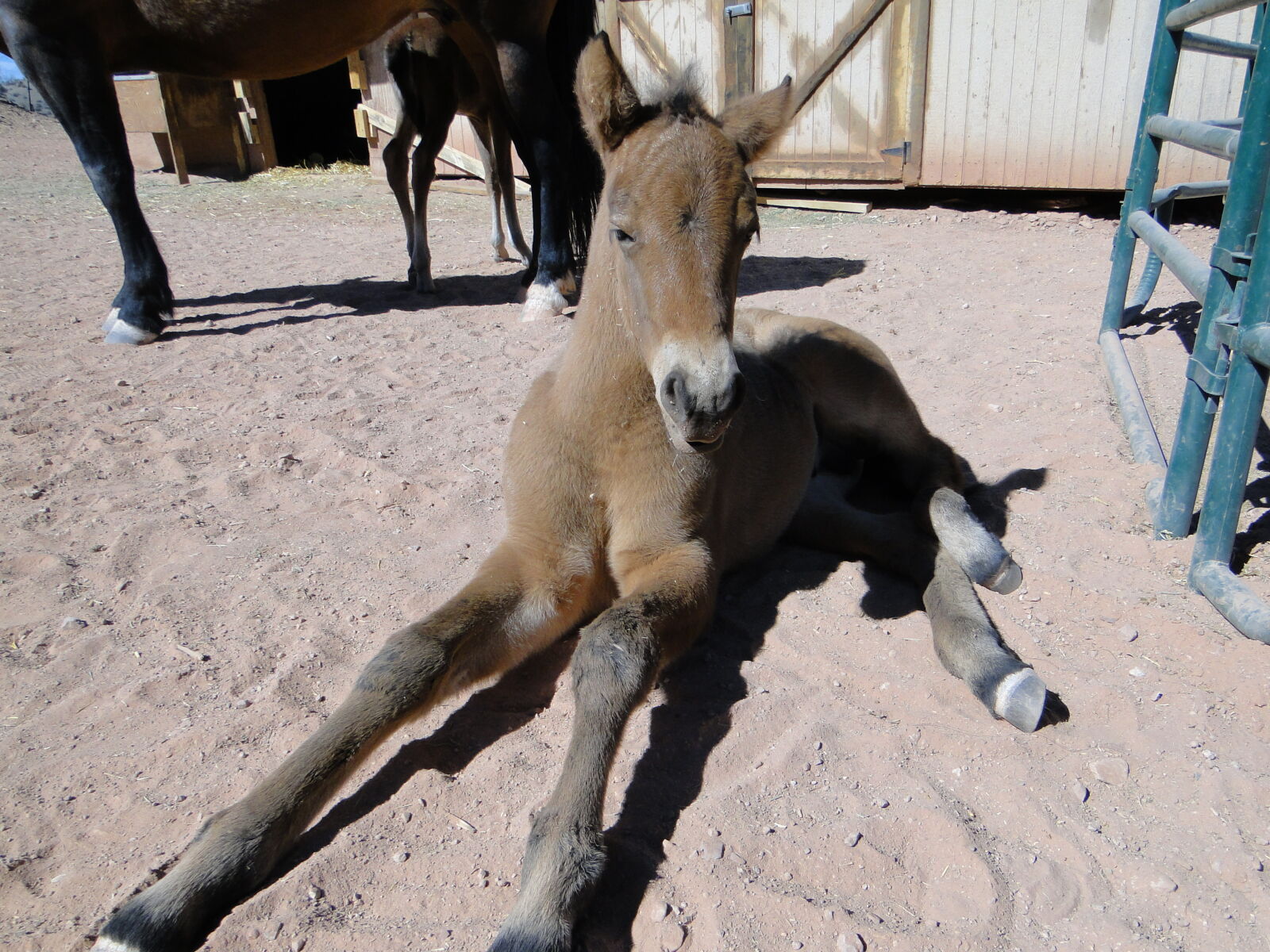 Sony Cyber-shot DSC-HX1 sample photo. Foal, horse, lying, down photography