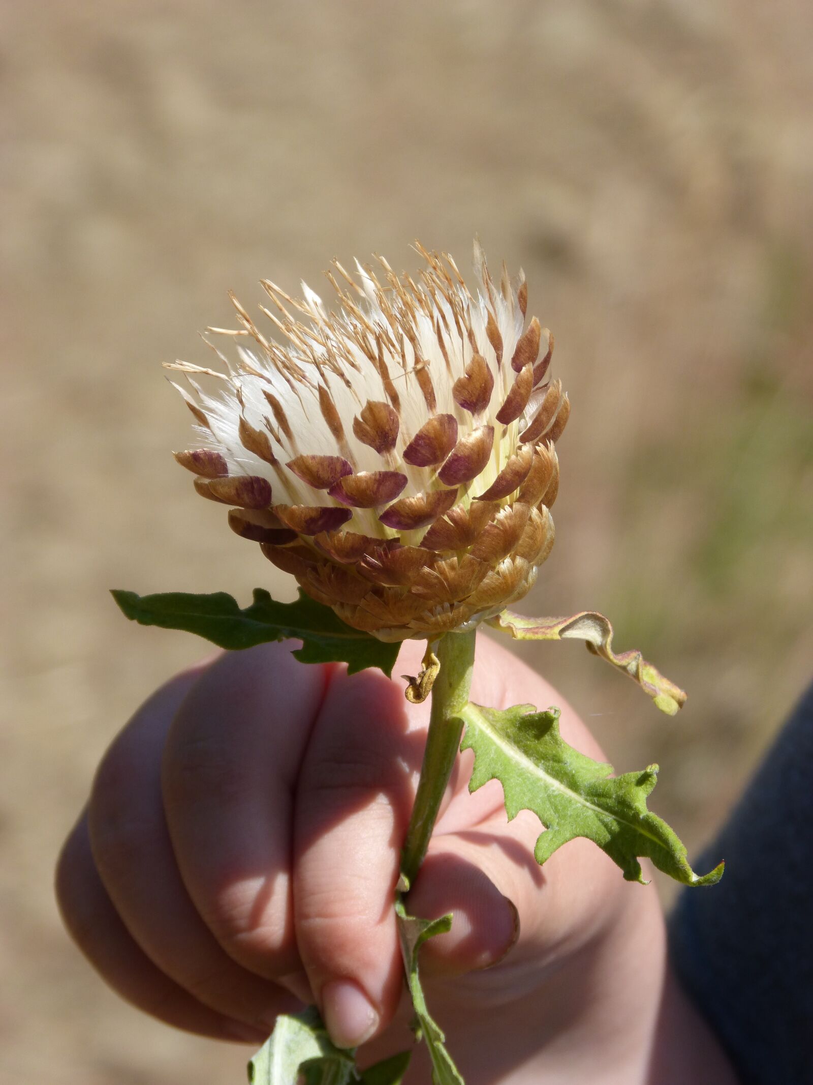 Panasonic DMC-FZ62 sample photo. Wild flower, dry flower photography