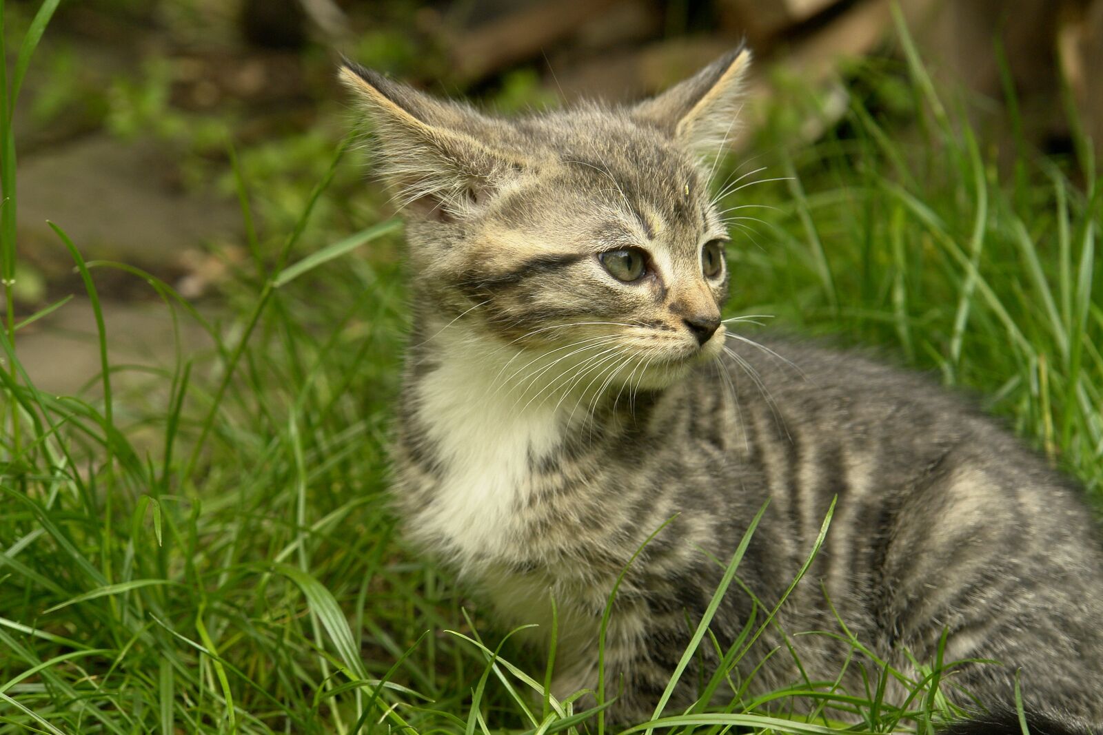 Sony DSC-R1 sample photo. Animal, cute, nature photography