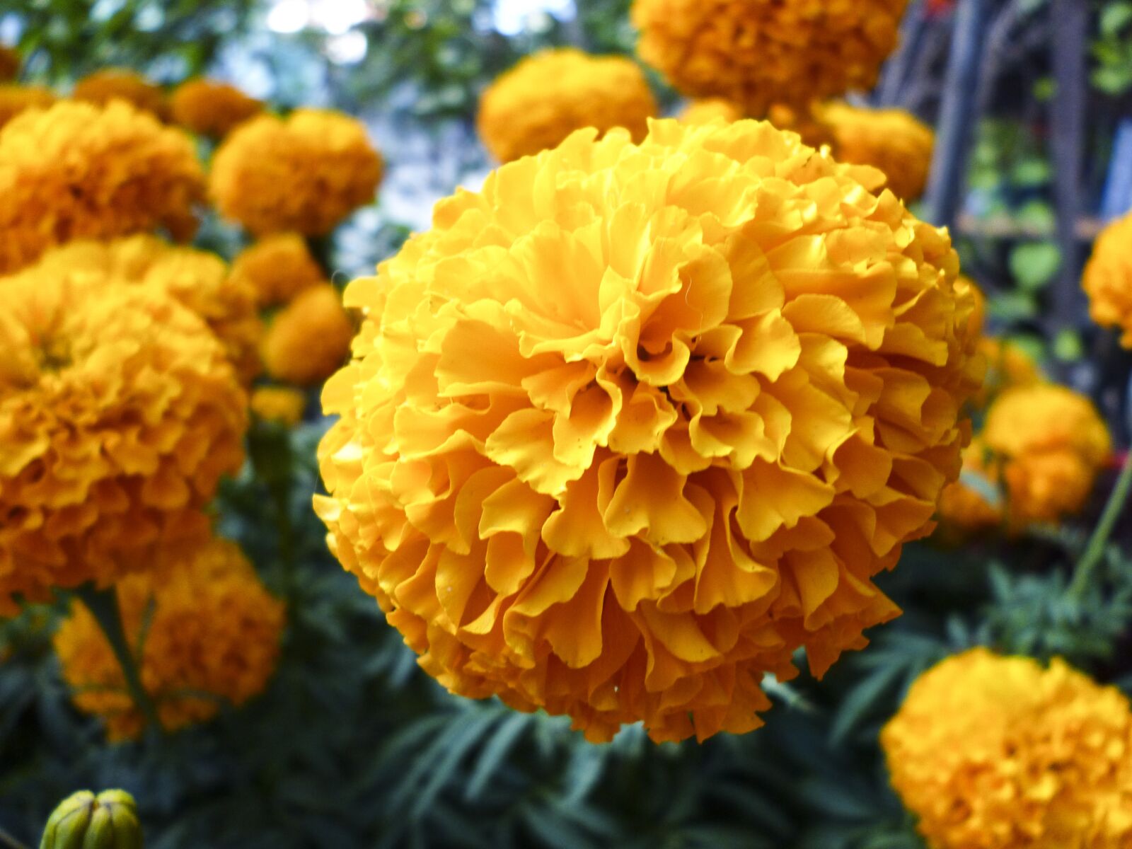 Panasonic DMC-S3 sample photo. Flower, daisy, marigold photography