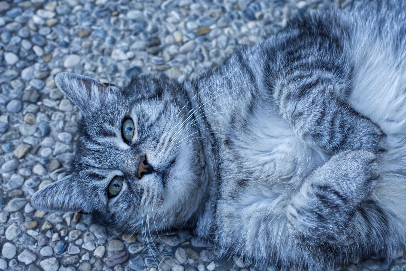 Nikon D7200 sample photo. Cat, satisfied, lying photography