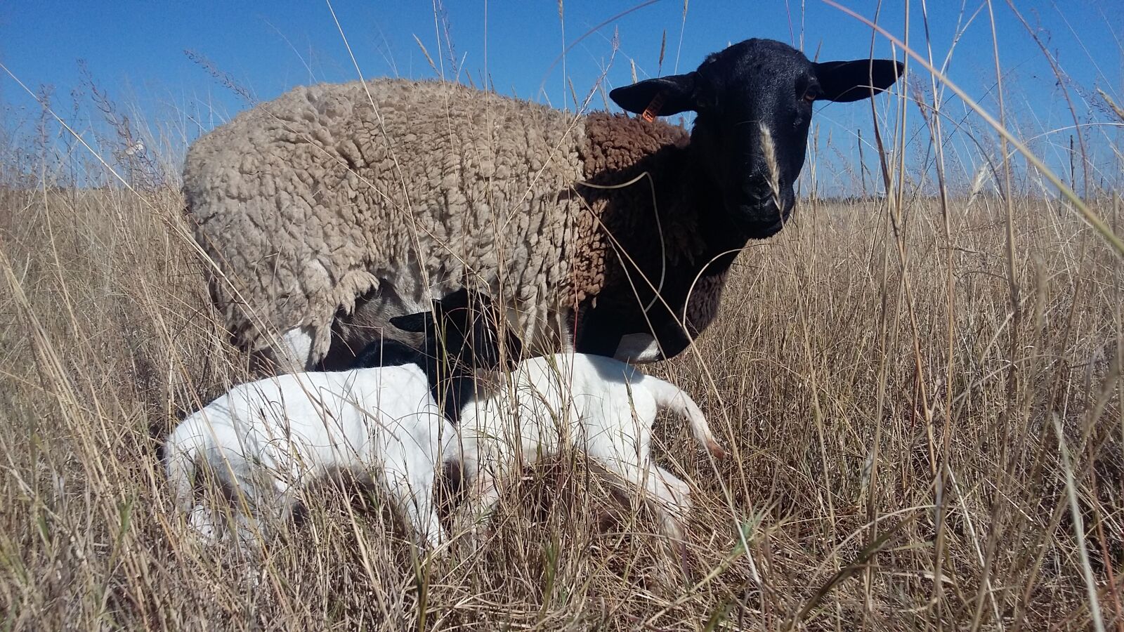 Samsung Galaxy A3 sample photo. Dorper, sheep, twin lambs photography