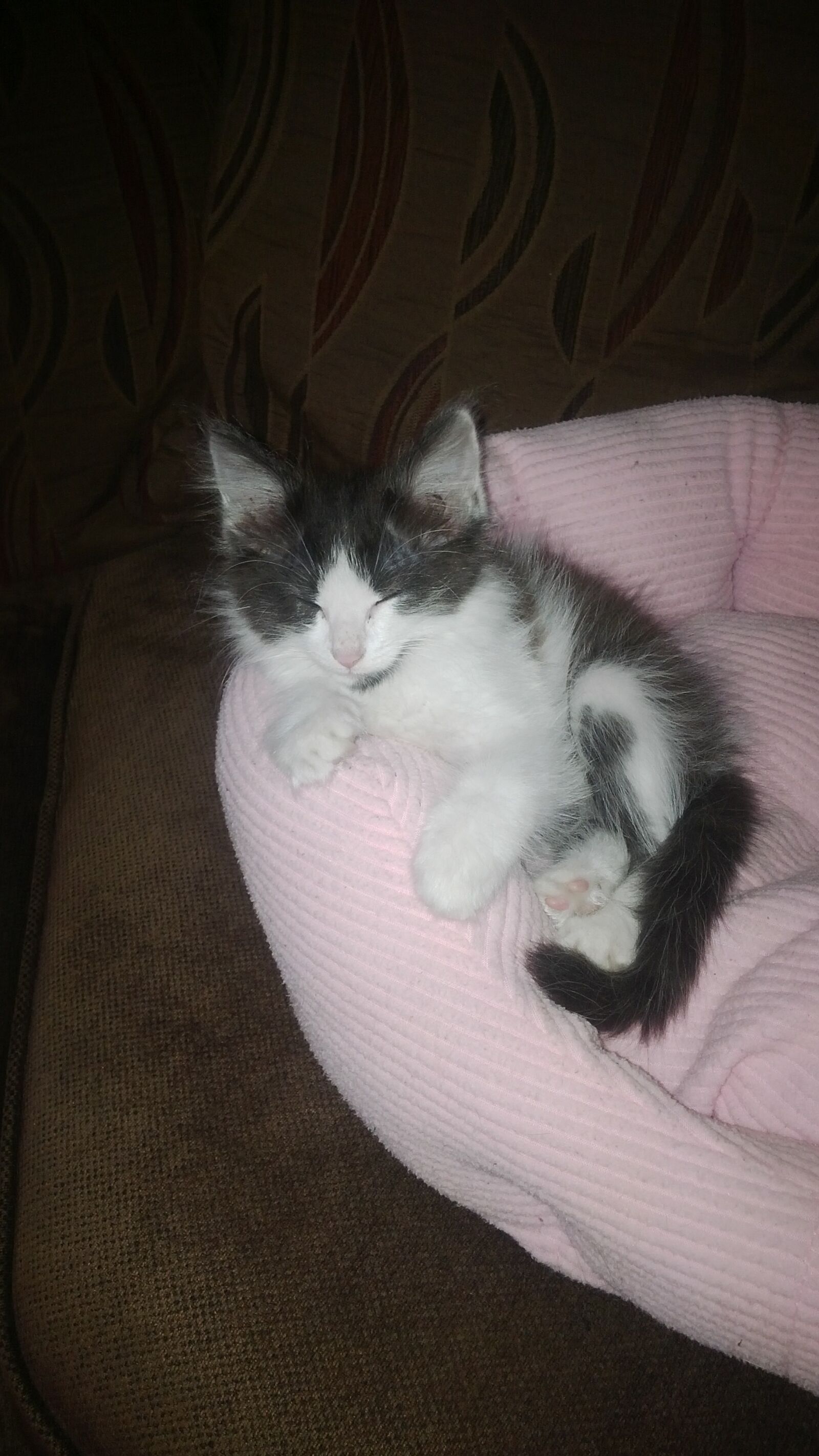 BlackBerry Z10 sample photo. Cat, cats, kitten, sleeping photography