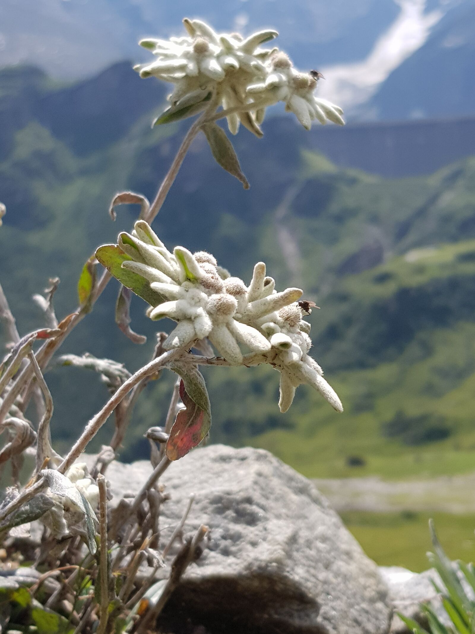 Samsung Galaxy S8 sample photo. Edelweiss, flower, alpine photography