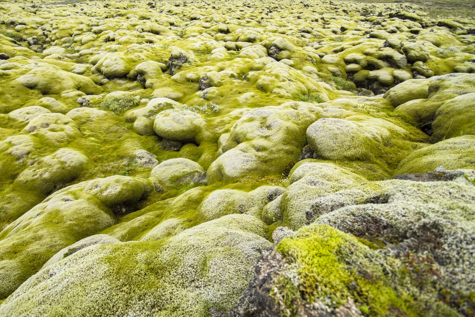 Canon EOS 7D sample photo. Iceland, moss landscape, lava photography