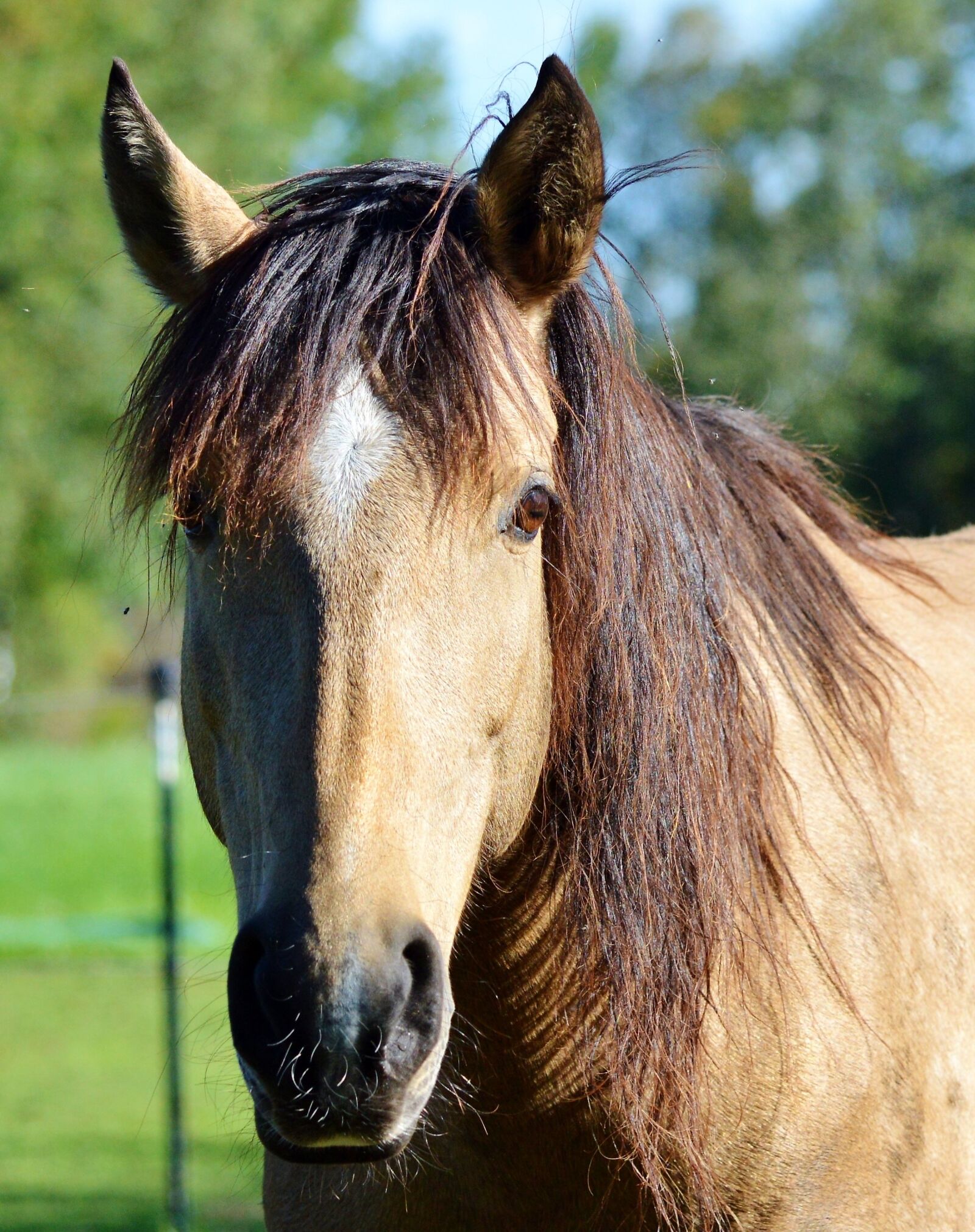 Nikon D3200 sample photo. Horse, ride, reiter photography