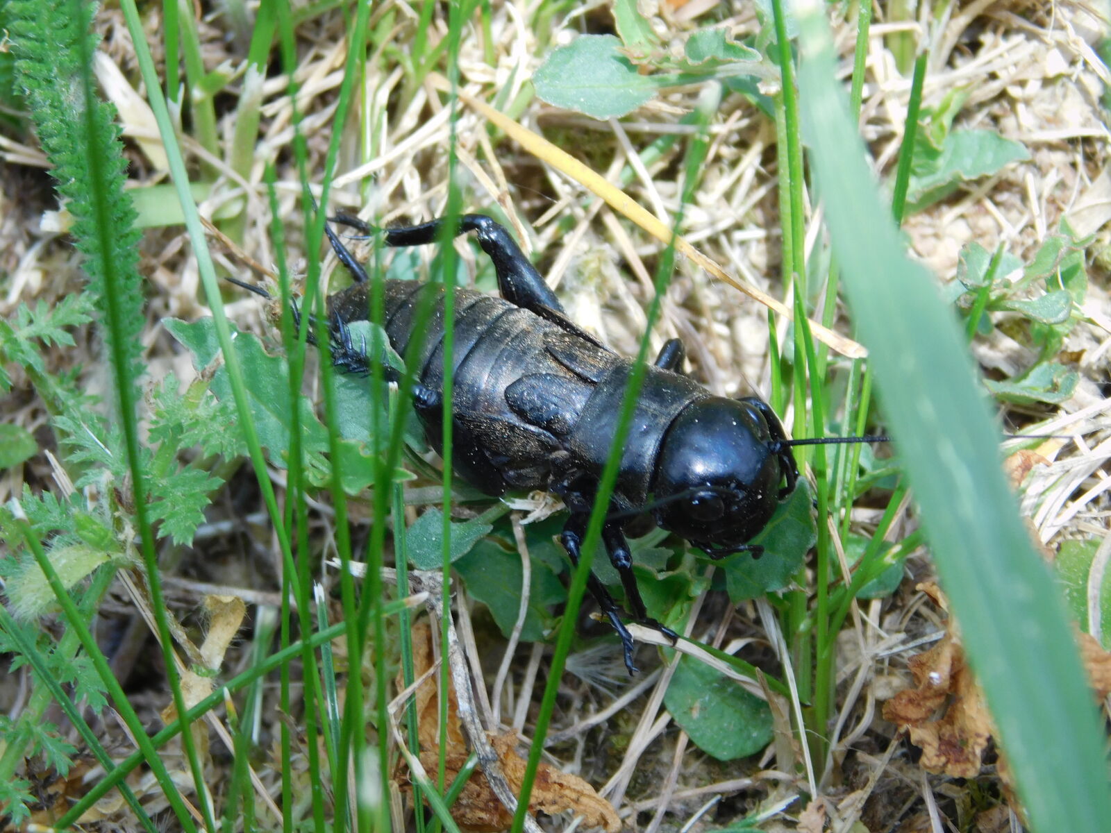 Nikon Coolpix L840 sample photo. Black, bug, macro, macro photography