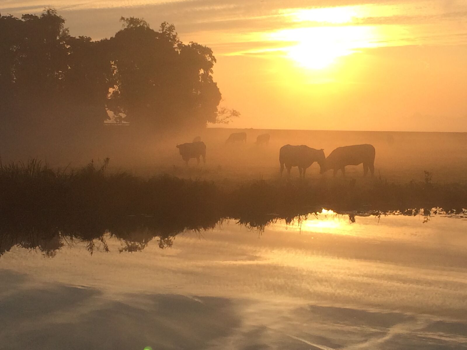 Apple iPhone 5s sample photo. Sunrise, cows, fog photography