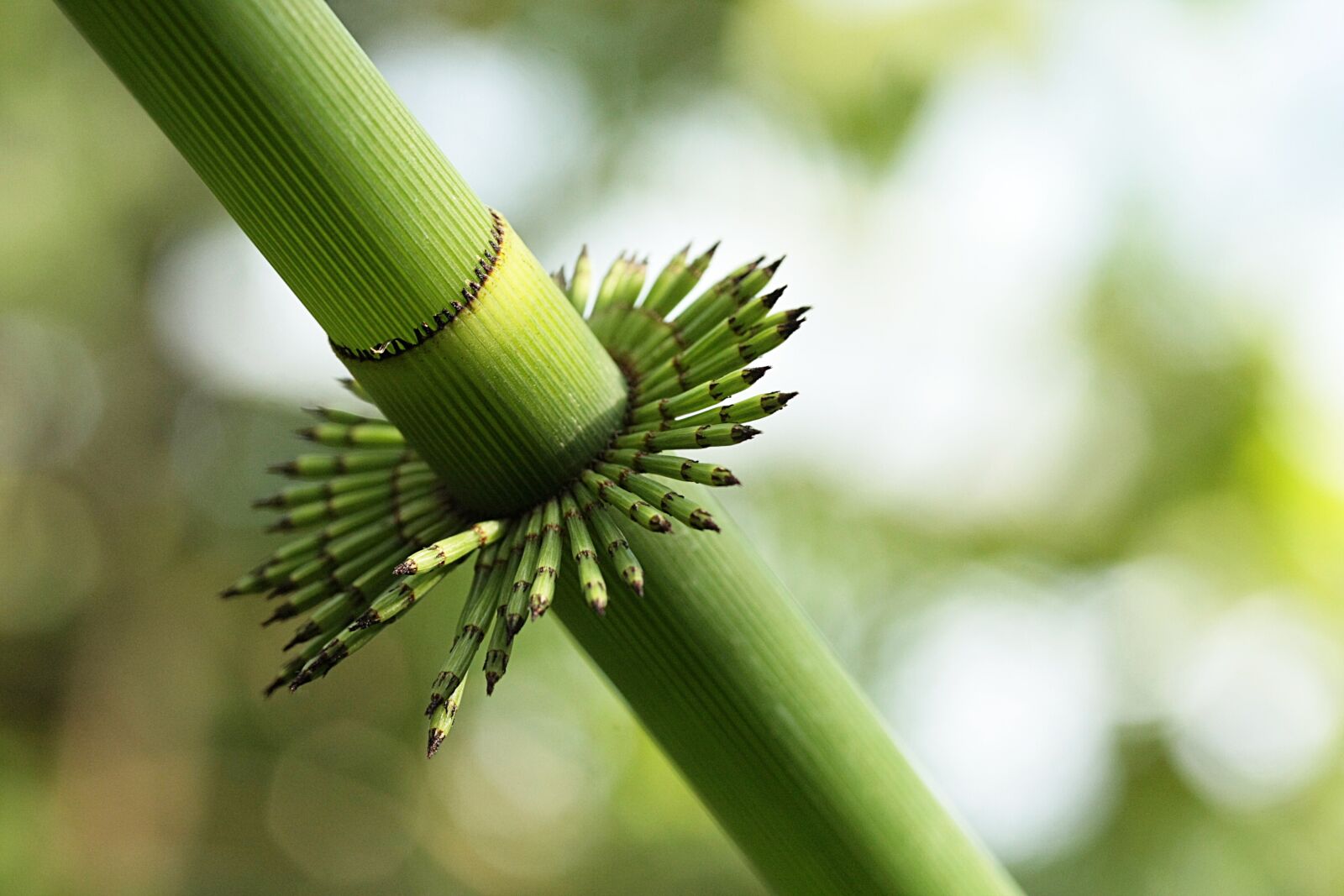 Canon EOS 40D sample photo. Bamboo, seedlings, spring photography