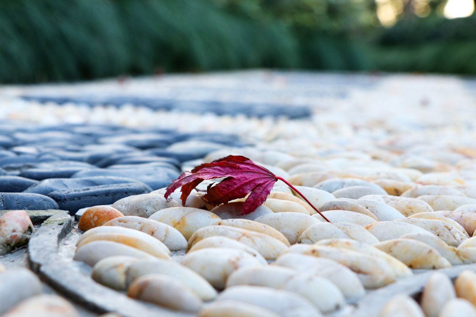 Canon EOS 77D (EOS 9000D / EOS 770D) sample photo. Maple, pebble, lane photography