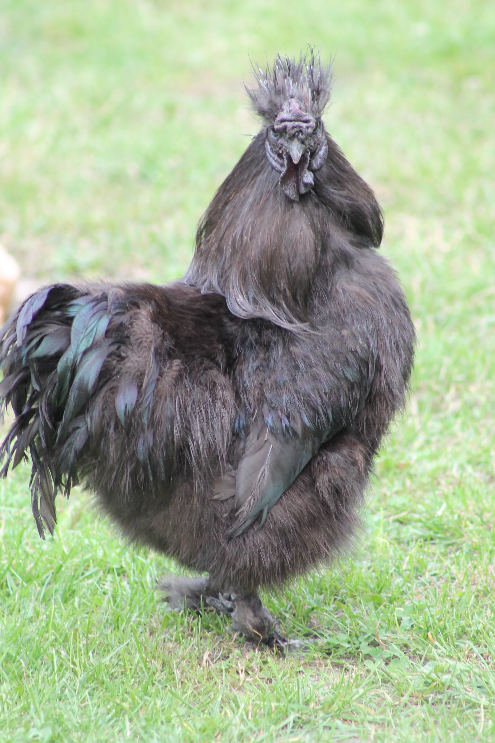 Canon EF75-300mm f/4-5.6 sample photo. Are chickens, animal, hahn photography