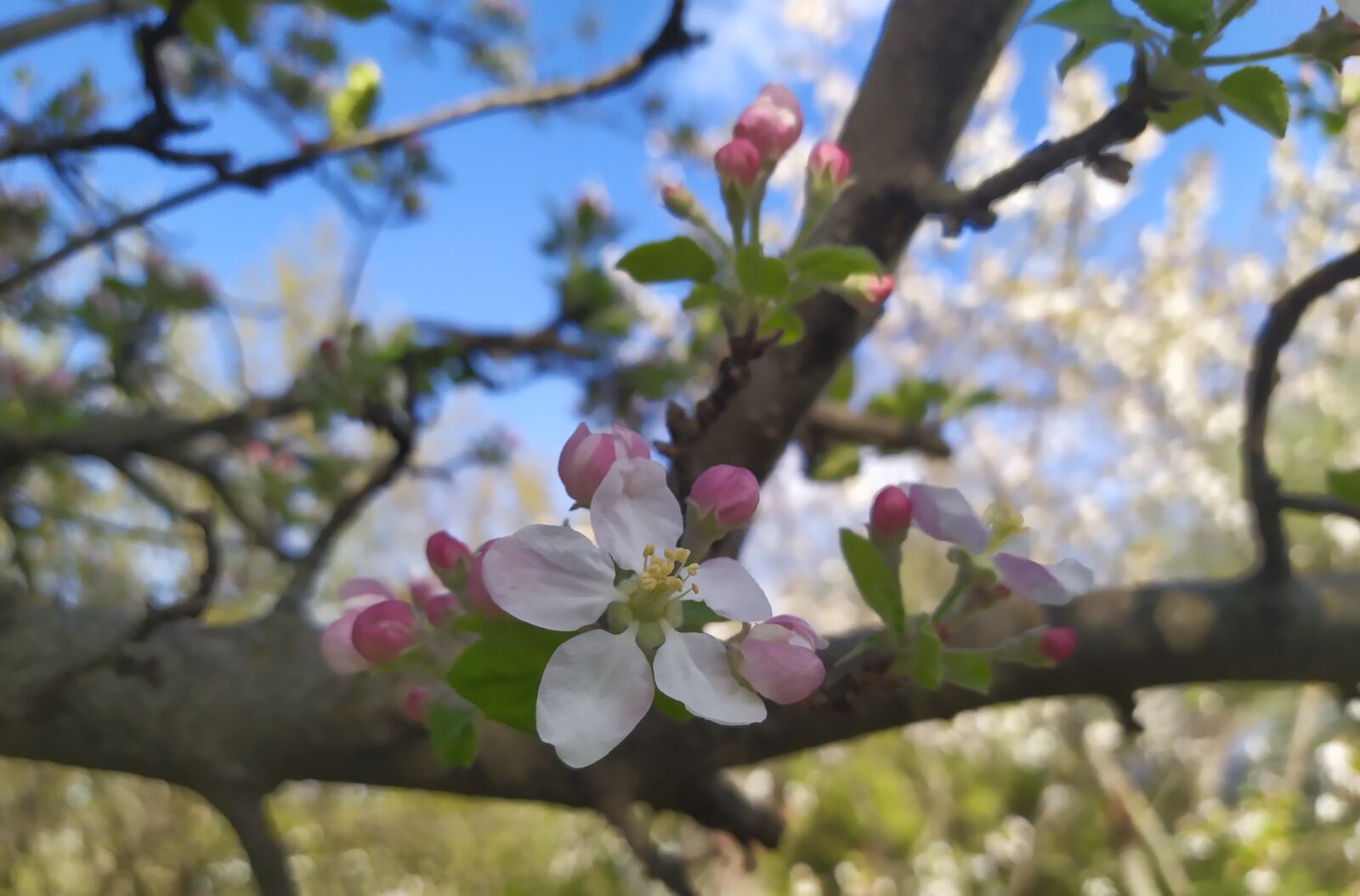 Xiaomi Redmi Note 7 sample photo. Spring, flowers, pink photography
