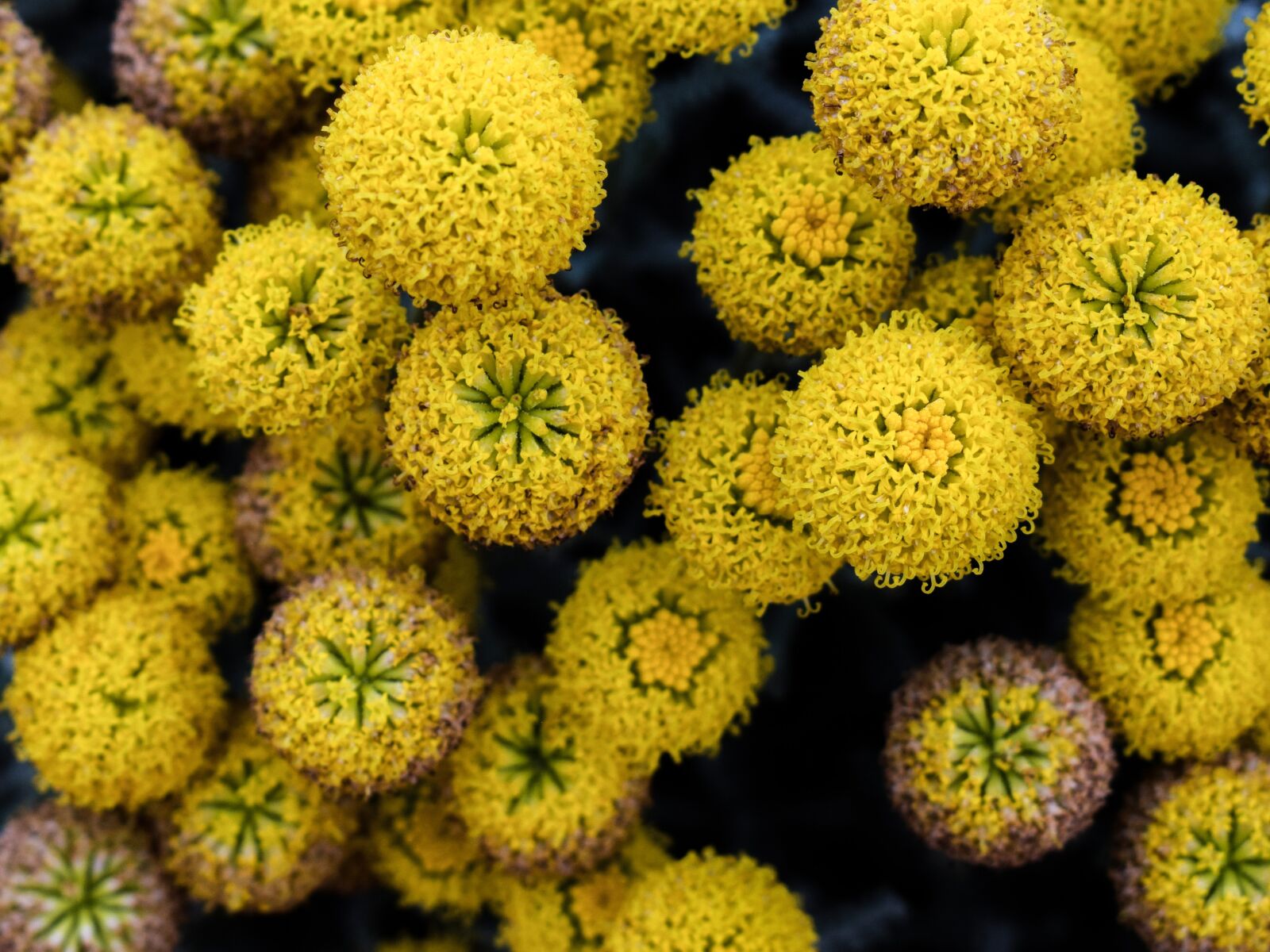 Nikon D3300 sample photo. Flowers, yellow, spring photography