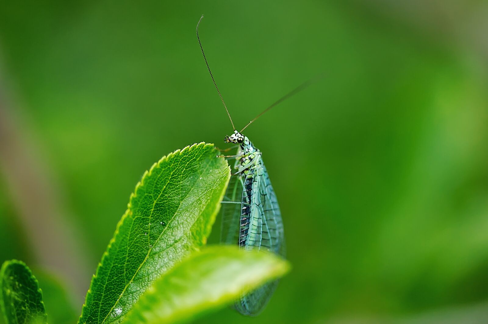 Canon EF-S 60mm F2.8 Macro USM sample photo. Fly, insect, lacewing photography