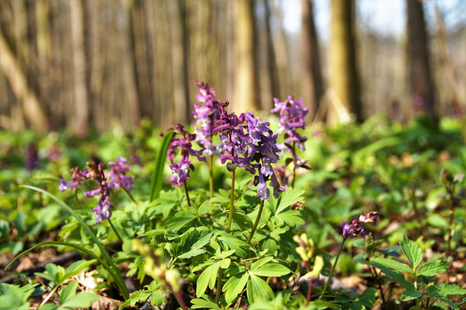 Sony SLT-A58 sample photo. Dymnivka hollow, purple, inflorescence photography