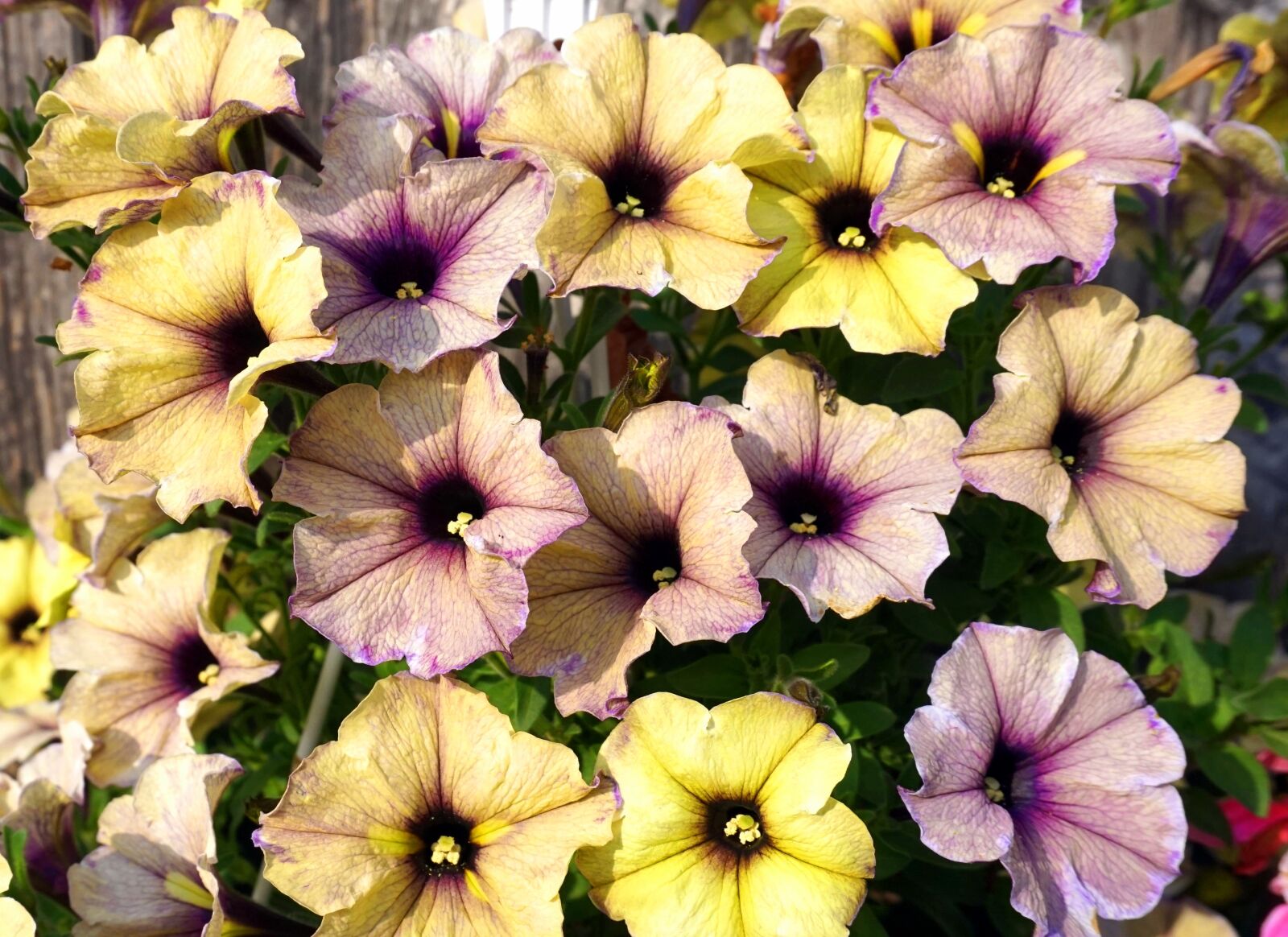 Sony Alpha a5000 (ILCE 5000) sample photo. Petunia, blossom, bloom photography
