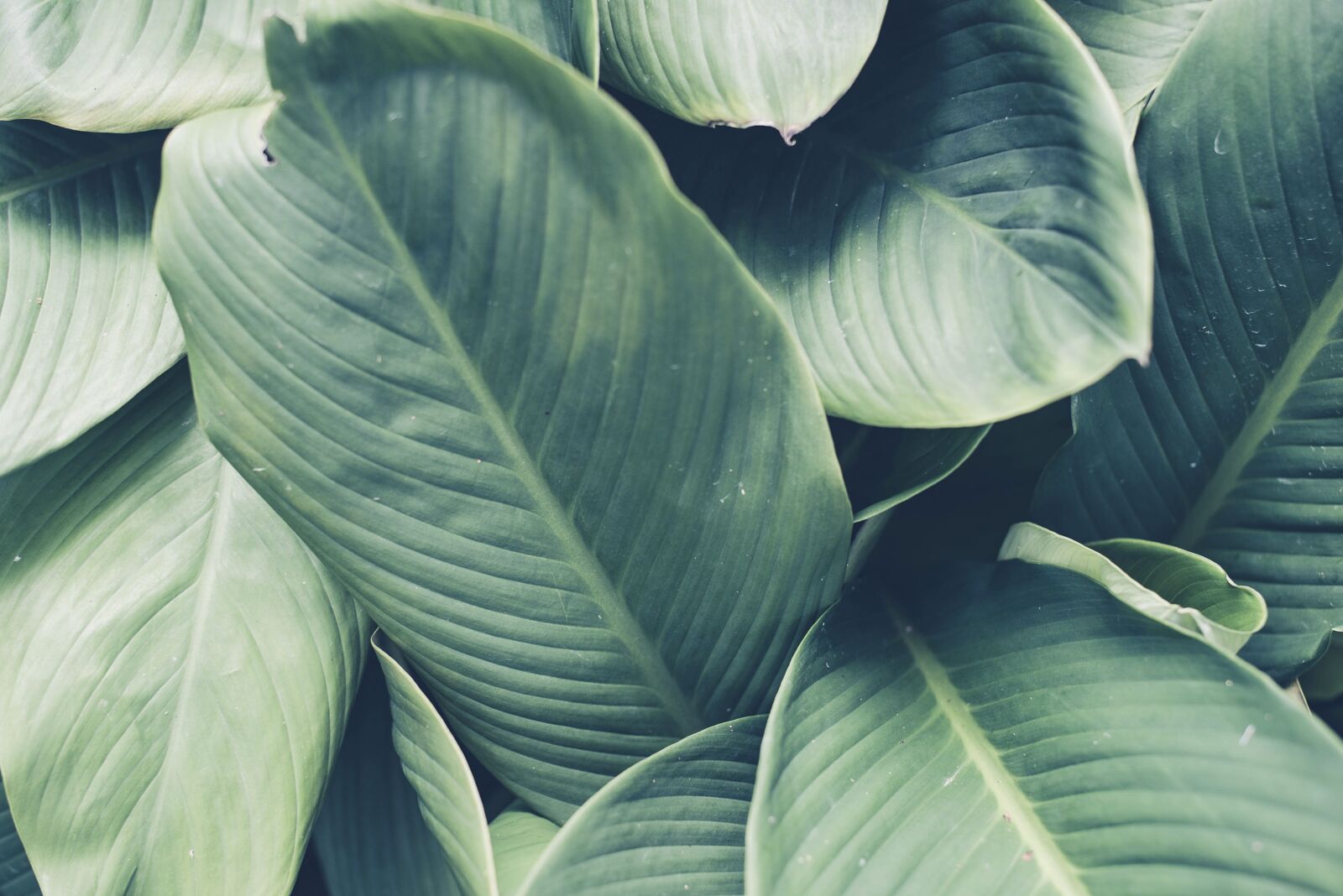 Nikon D800 sample photo. Green, leaves, plants photography