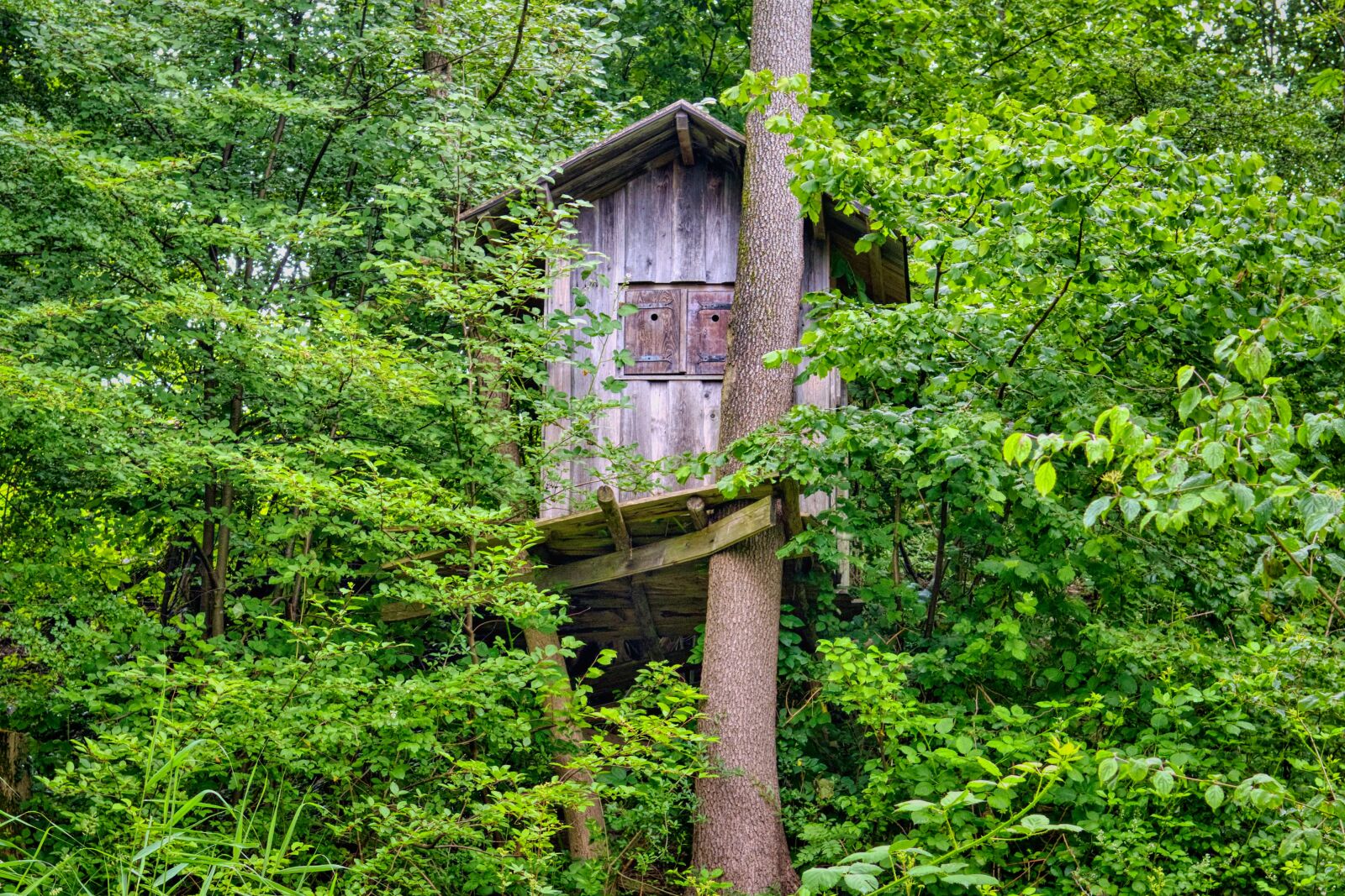 Nikon D7500 sample photo. Treehouse, hut, house photography
