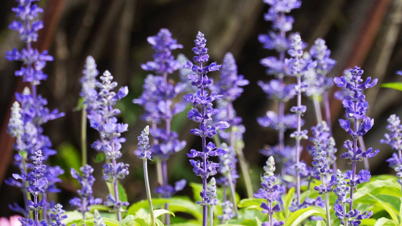 Panasonic Lumix DMC-GH3 sample photo. Flowers, spring, spring flowers photography
