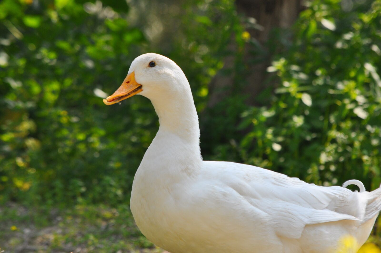 Nikon D90 sample photo. Duck, white duck, goose photography