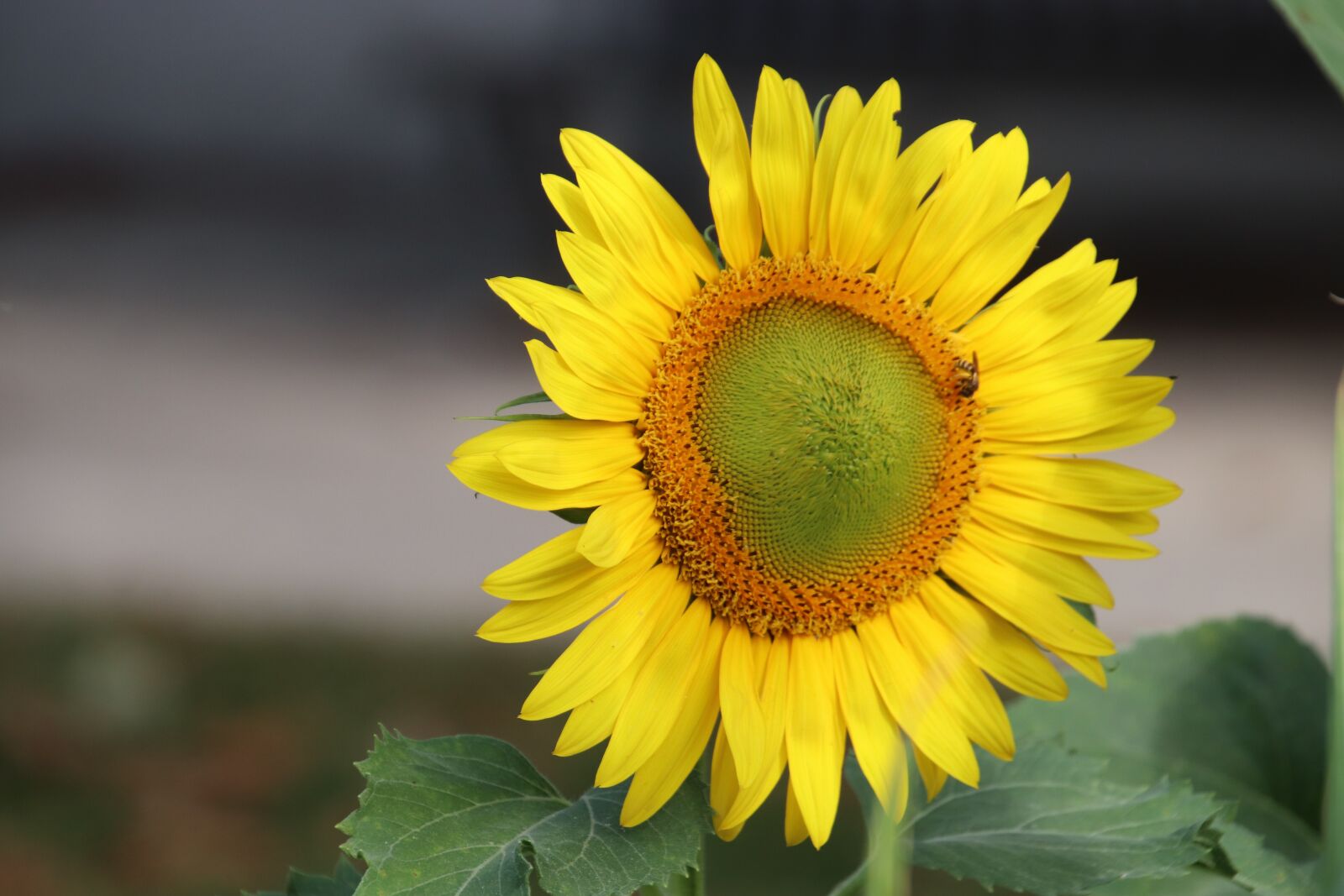 Canon EOS 800D (EOS Rebel T7i / EOS Kiss X9i) sample photo. Flowers, plants, sunflower photography