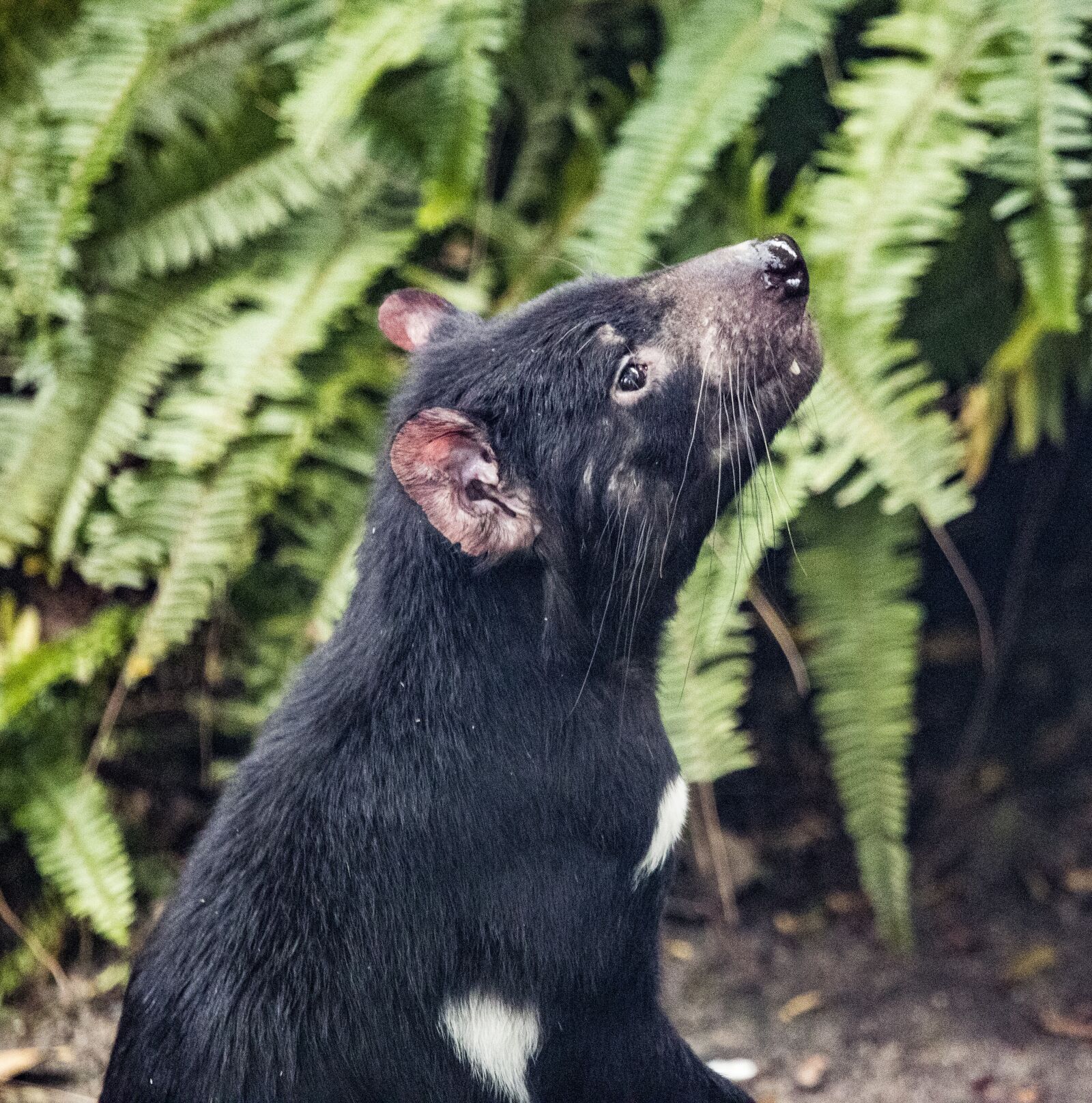 Canon EF 100-400mm F4.5-5.6L IS USM sample photo. Tazmanian devil, animal, wildlife photography