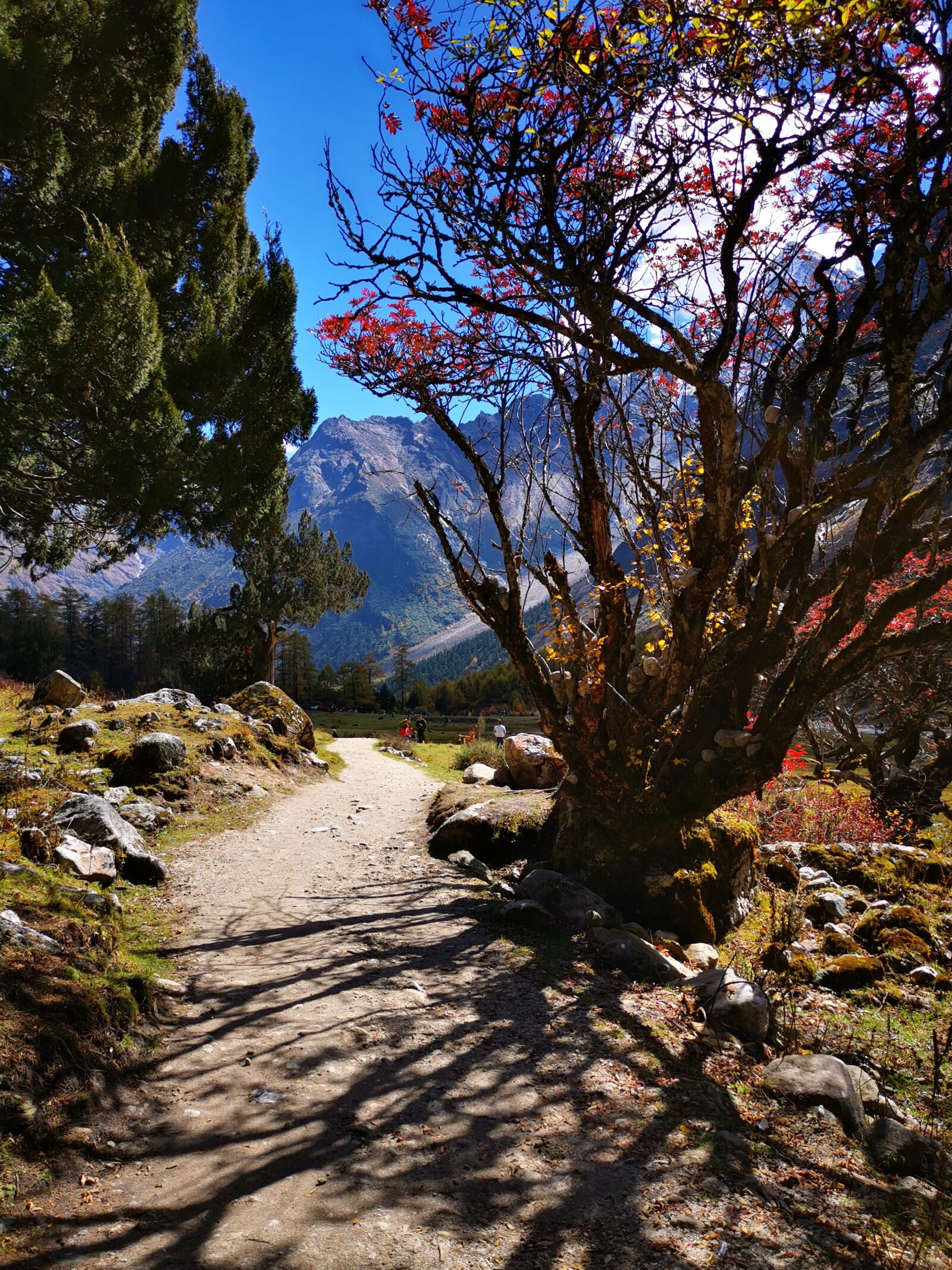 HUAWEI Mate 20 Pro sample photo. Autumn, trees, tree photography