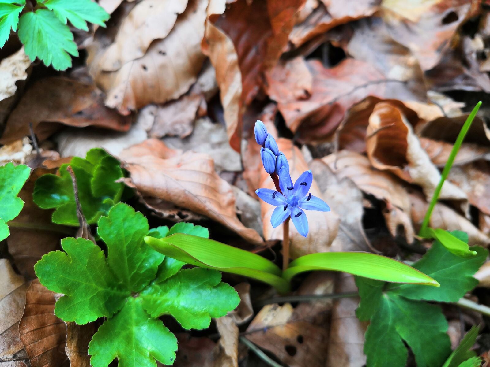 HUAWEI Honor 10 sample photo. Two-leaf squill, flower, scilla photography
