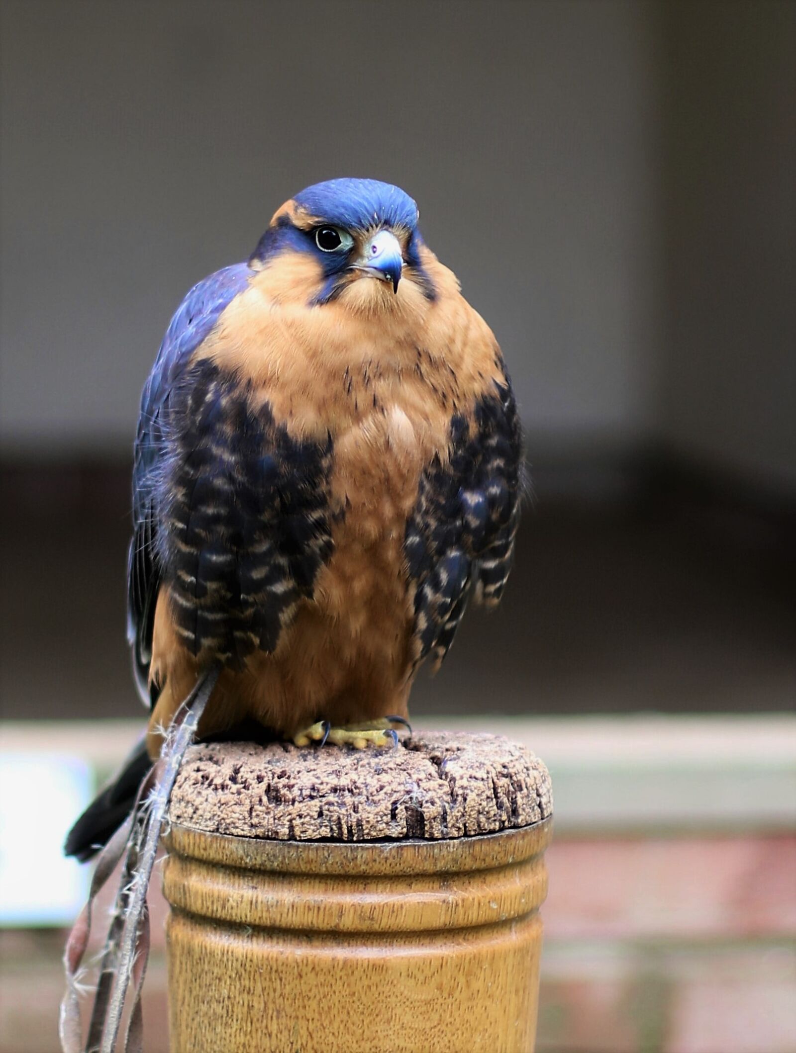 Canon EOS 7D Mark II sample photo. Aplomado falcon, falcon, bird photography