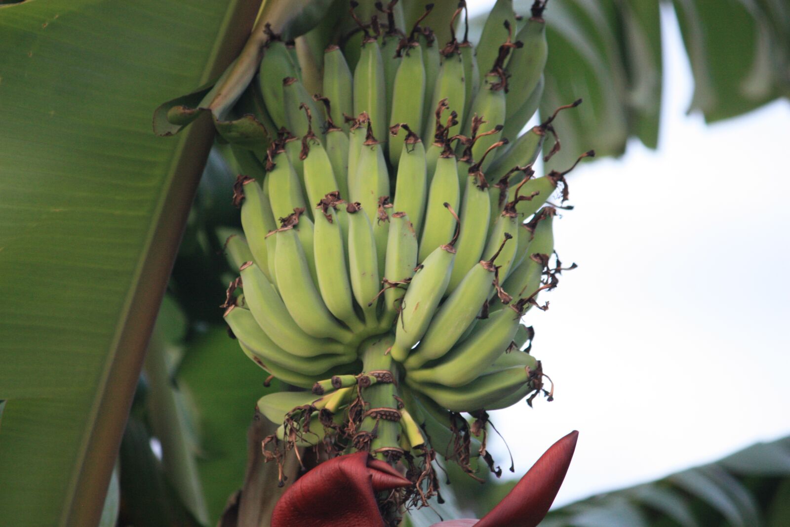 Canon EOS 450D (EOS Rebel XSi / EOS Kiss X2) sample photo. Bananas, fruit, food photography