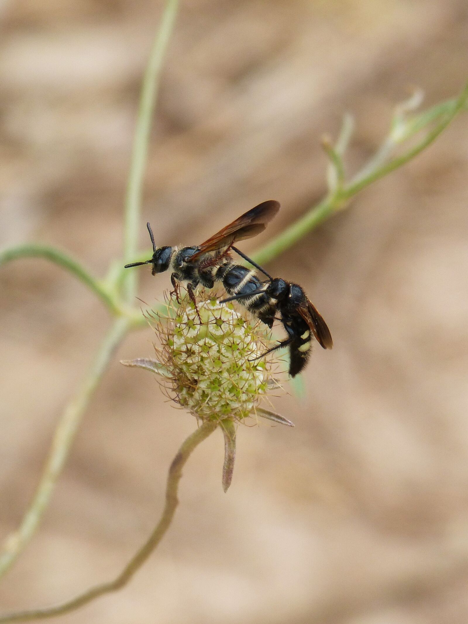 Panasonic DMC-FZ62 sample photo. Wasp, hornet, couple photography
