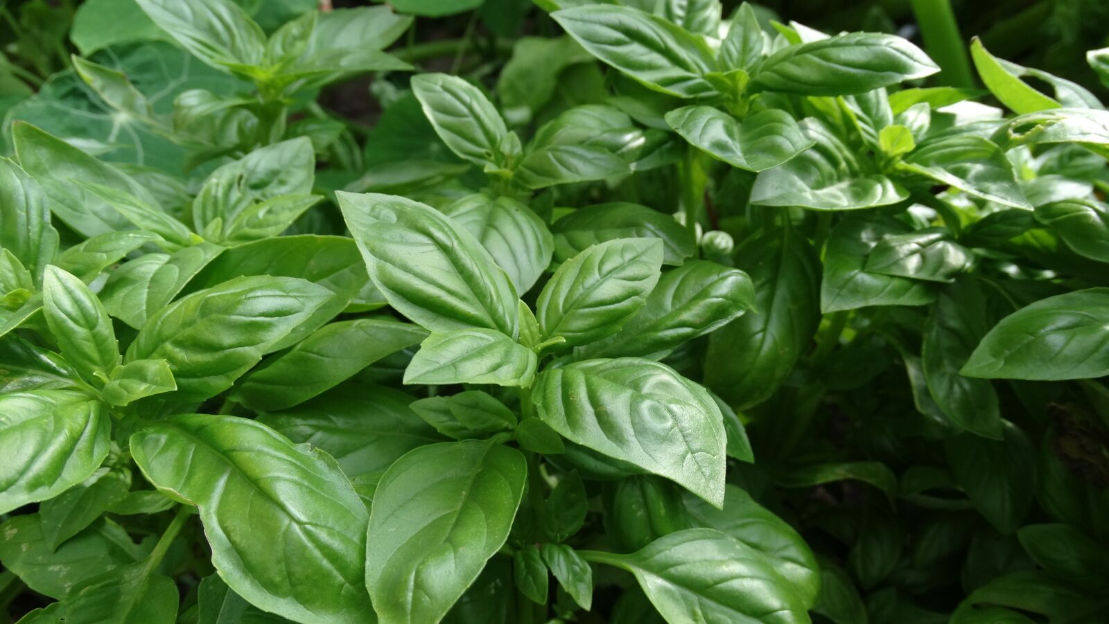 Sony Cyber-shot DSC-HX300 sample photo. Garden, basil, sweet basil photography