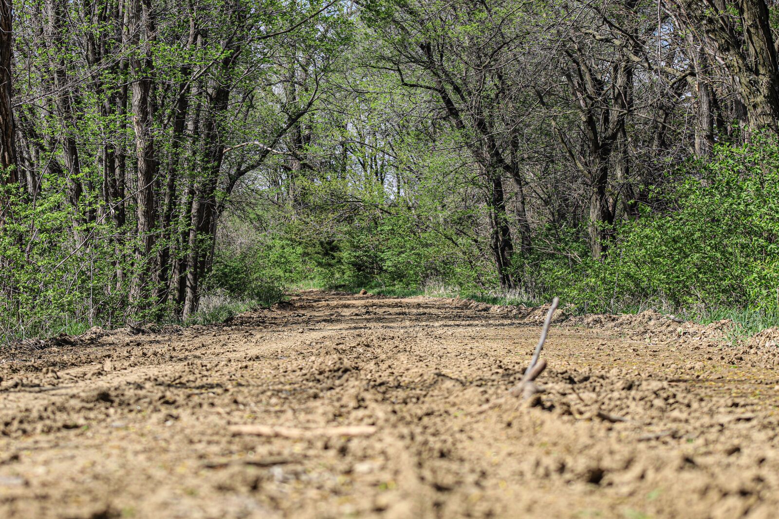 Canon EOS 4000D (EOS Rebel T100 / EOS 3000D) sample photo. Dirt road, trees, road photography