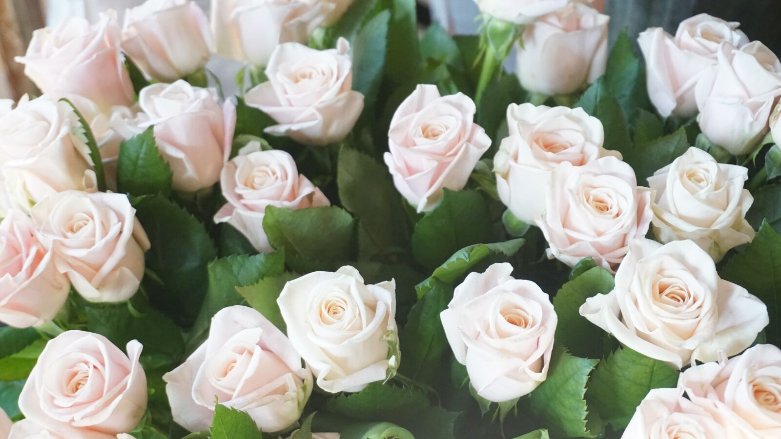 Sony E 16-50mm F3.5-5.6 PZ OSS sample photo. Flowers, flower, rose photography