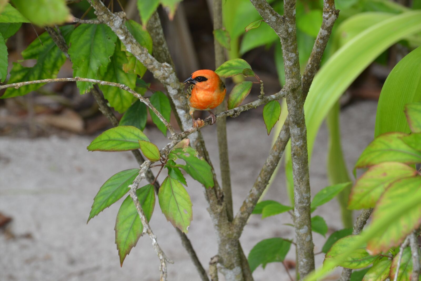 Nikon D3100 sample photo. Seychelles, bird, bright photography