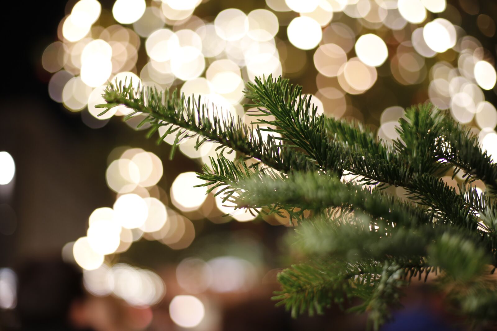 Canon EF 50mm F1.4 USM sample photo. Christmas, christmas time, advent photography