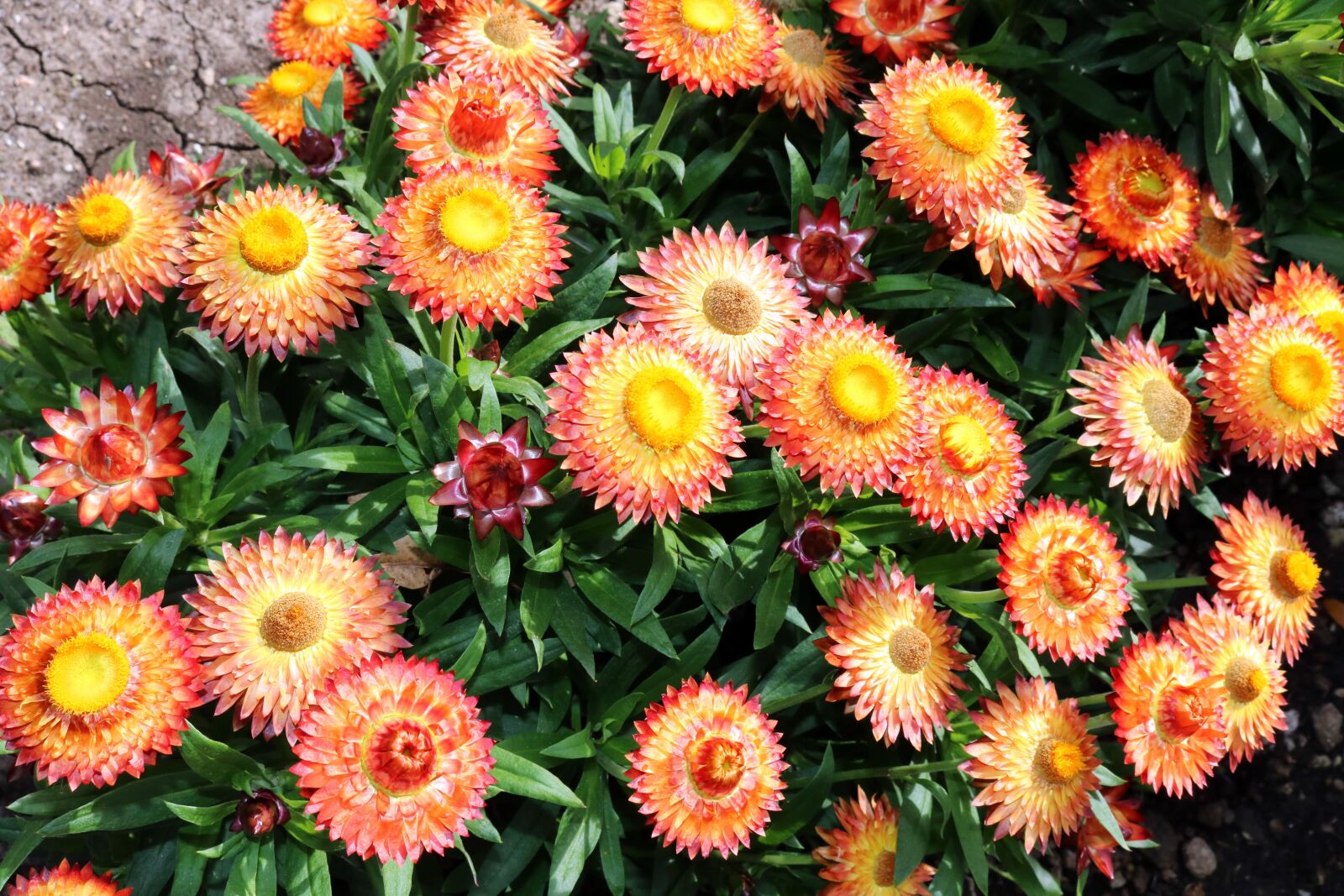 Canon EOS 750D (EOS Rebel T6i / EOS Kiss X8i) sample photo. Yellow, orange, flowers photography