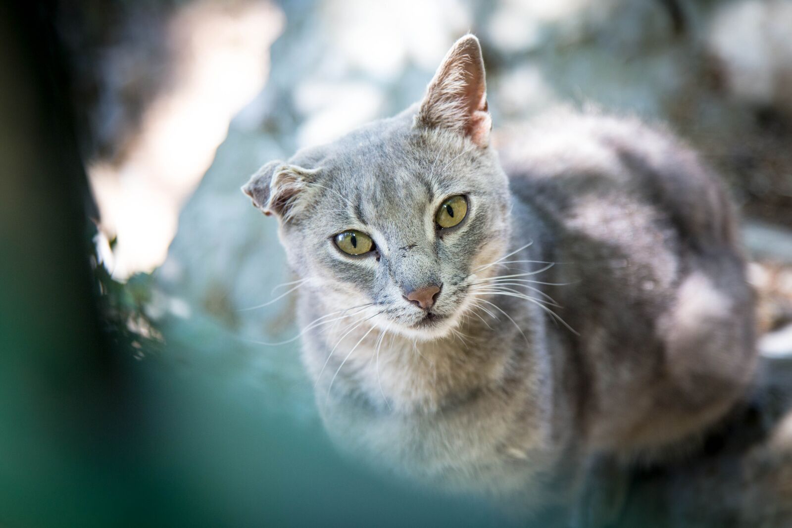 Canon EOS 6D + Canon EF 24-105mm F4L IS USM sample photo. Cat, alley cat, strays photography