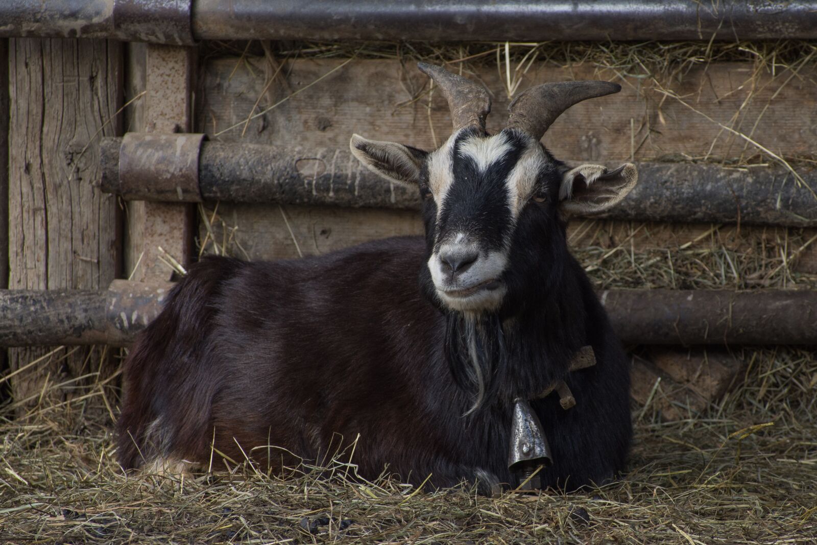 Nikon D7200 sample photo. Mammalia, farm, capra photography
